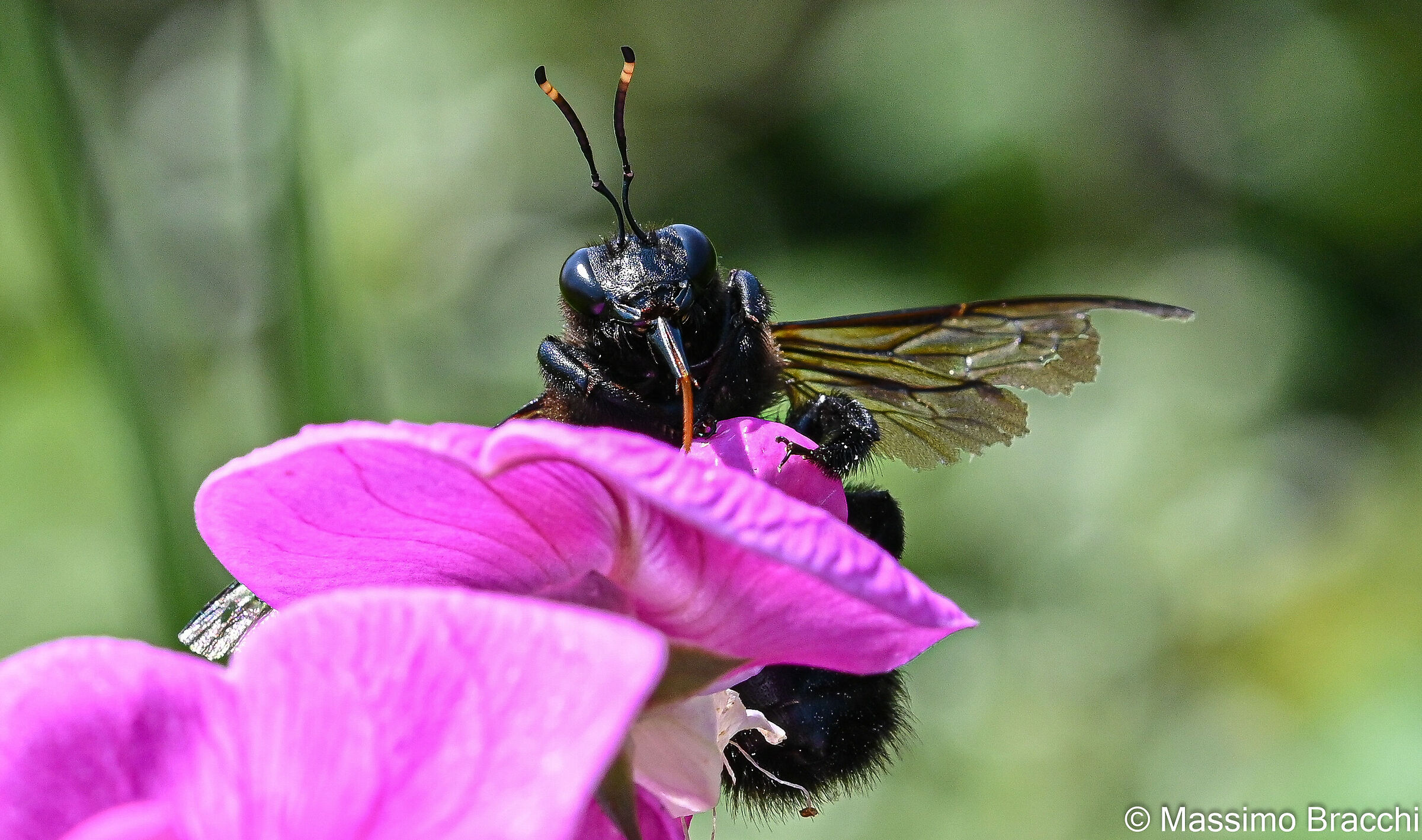 Ape legnaiola (Xylocopa violacea Linnaeus, 1758).