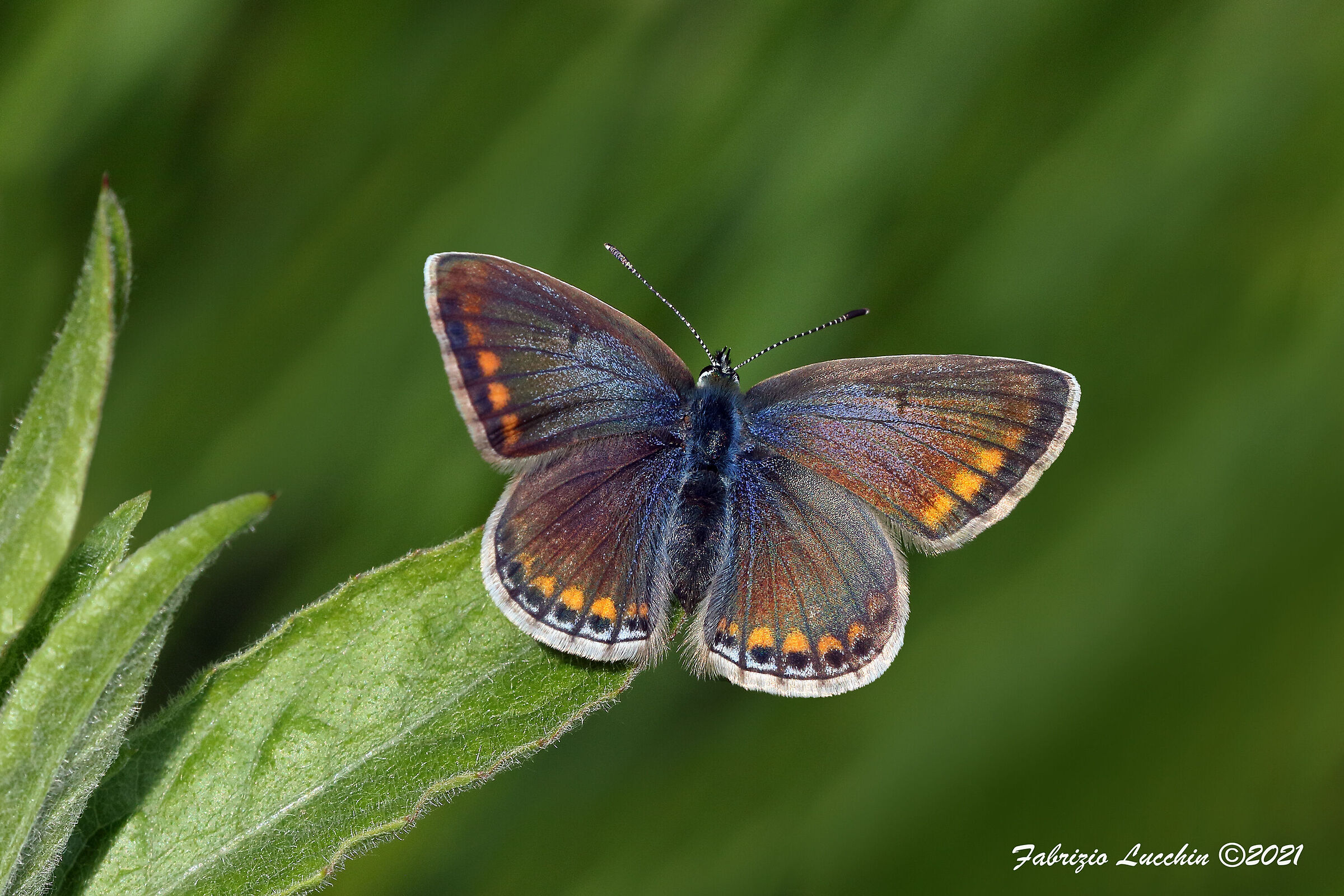 Polyommatus icarus  (esmplare femmina)