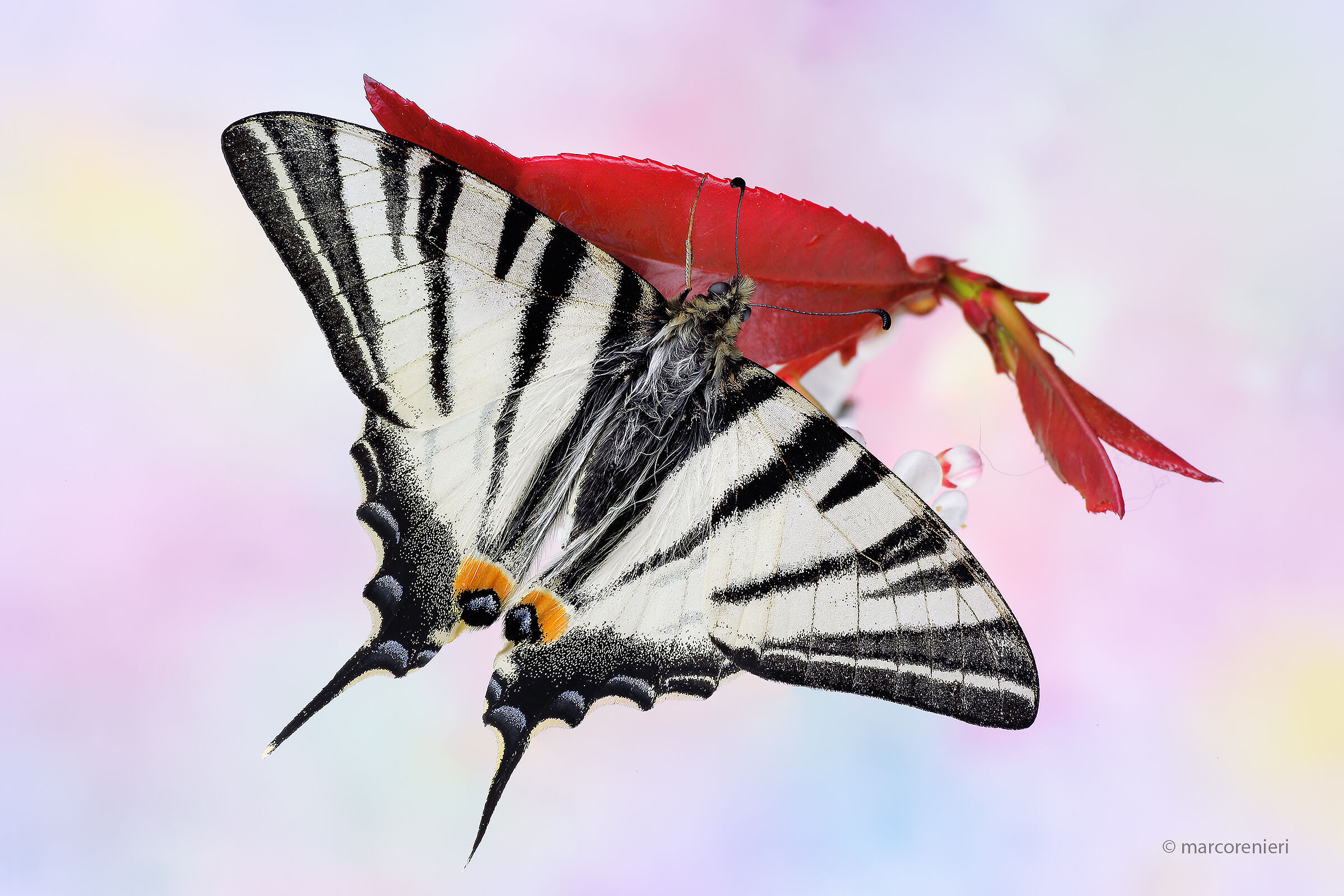 scarce swallowtail