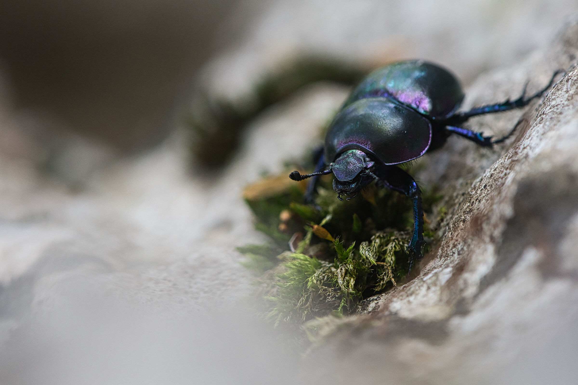 Trypocopris, 19