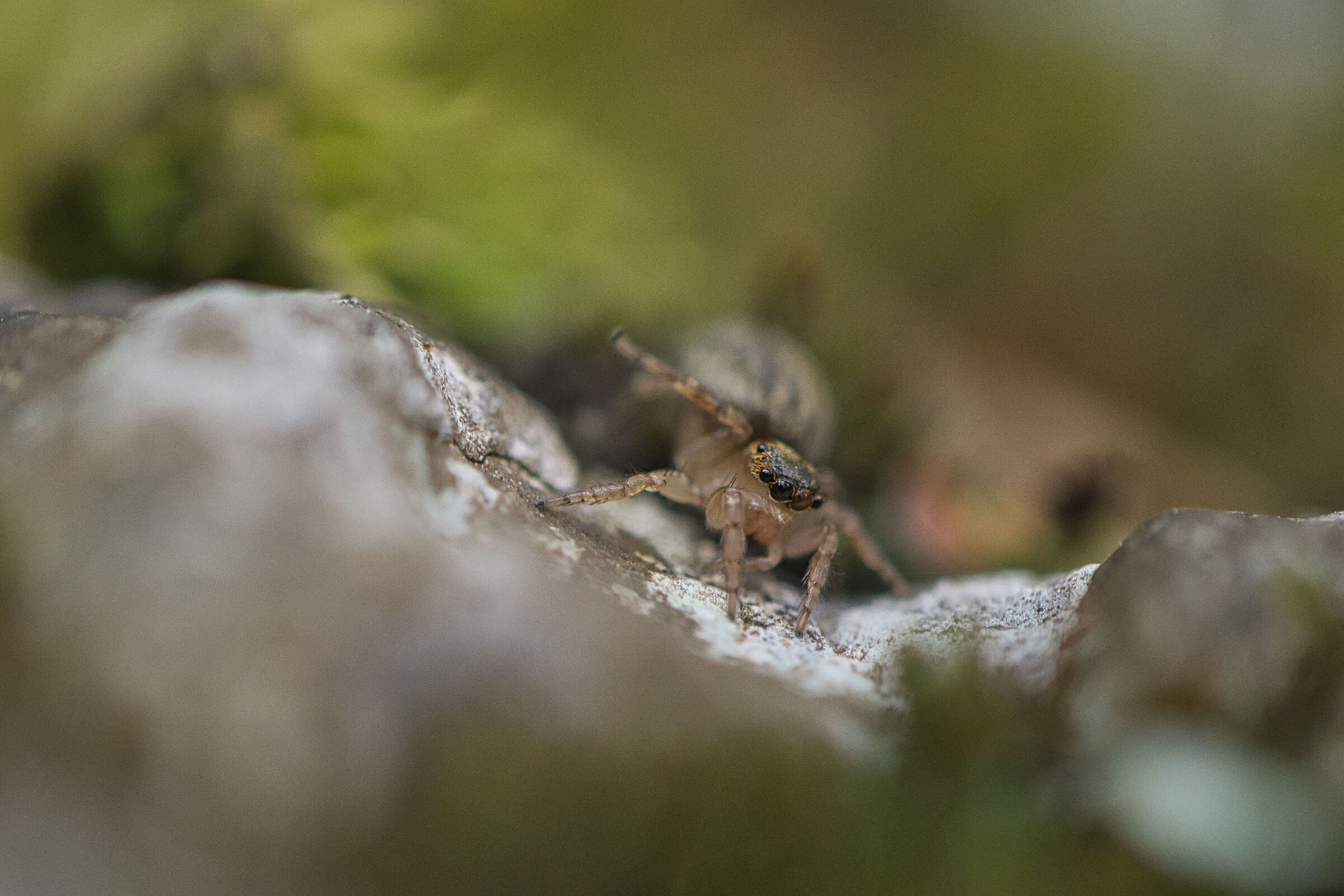 Salticidae