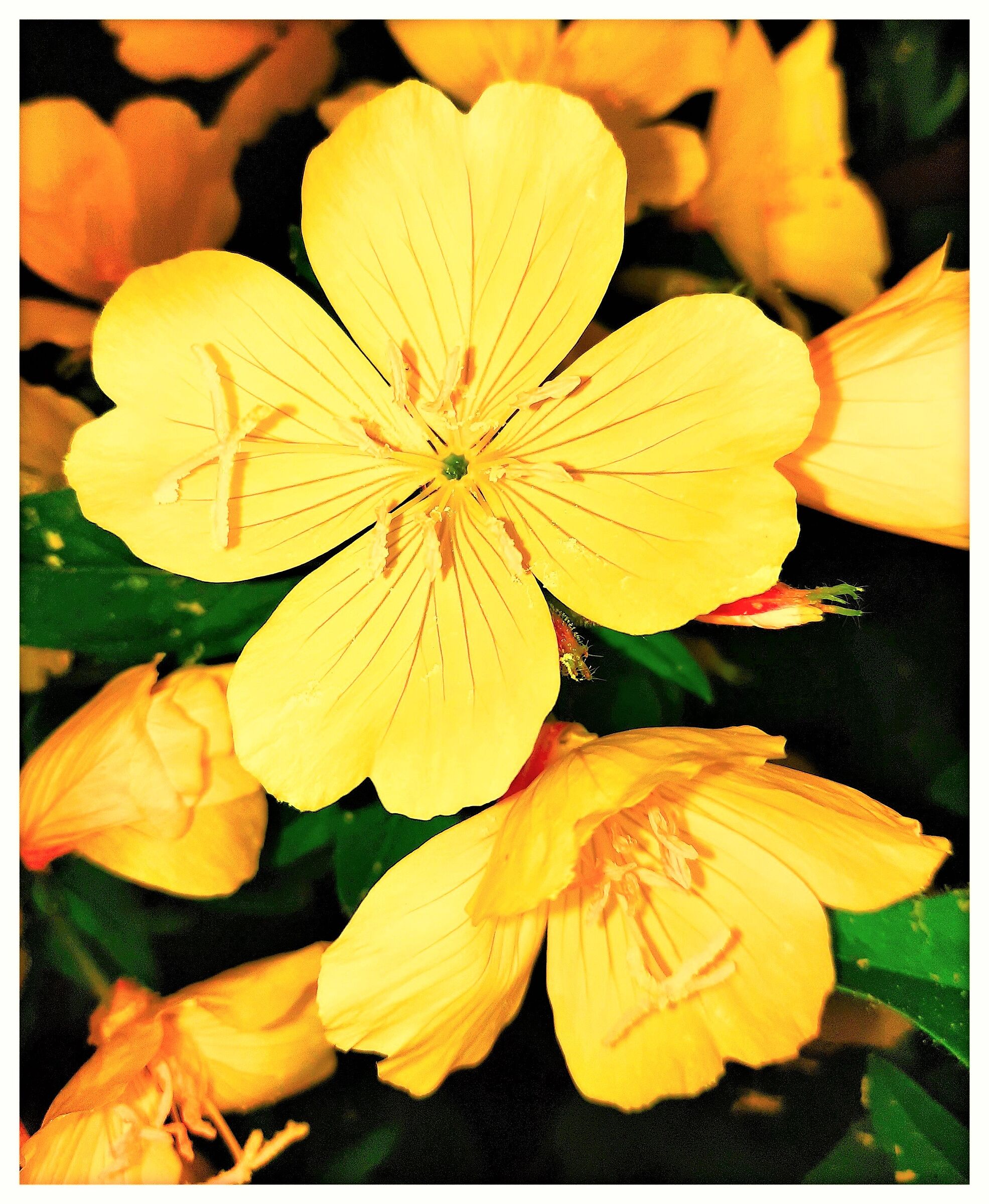 Fiore