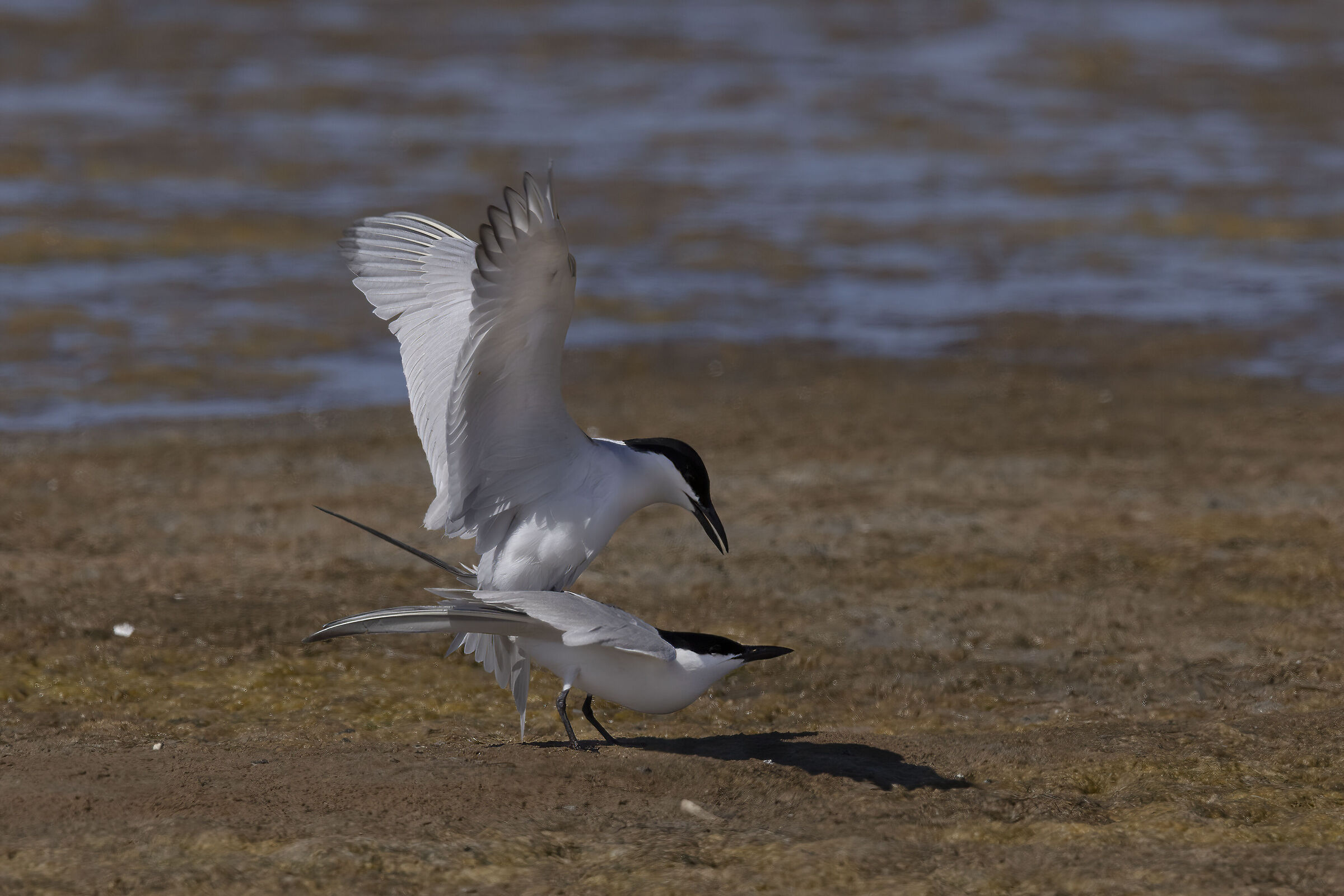 Sterna zampenere in accoppiamento