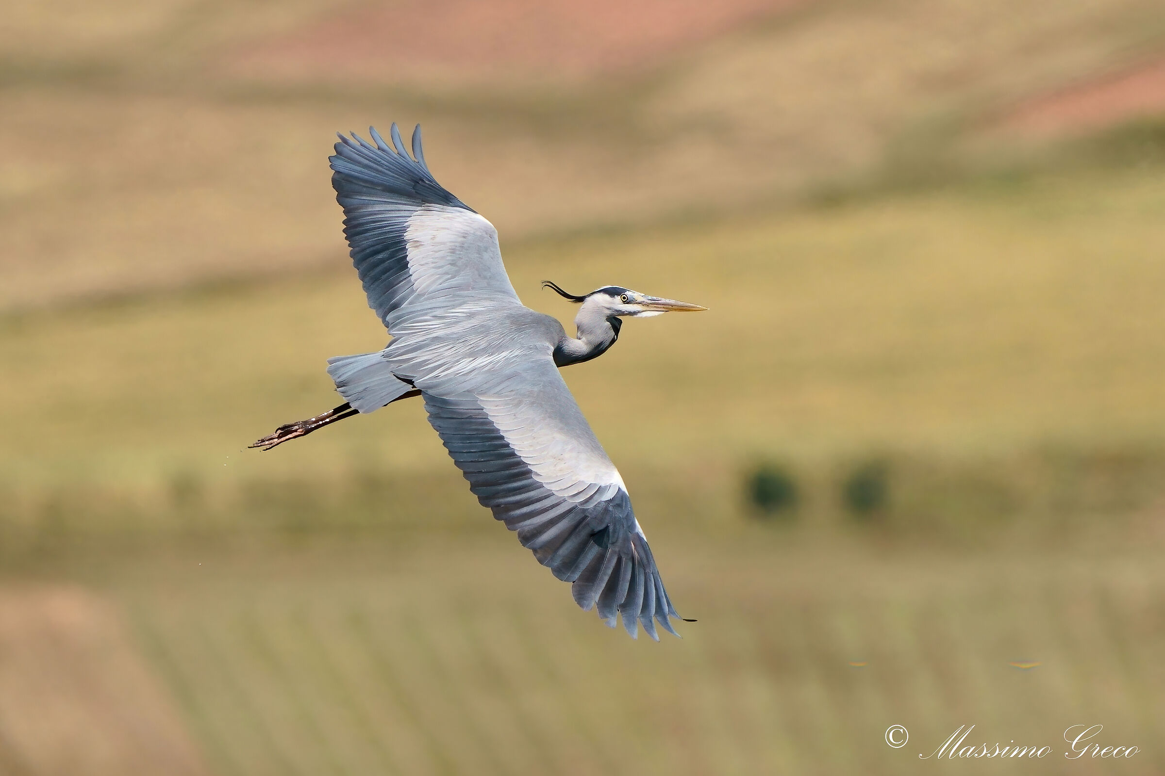grey heron