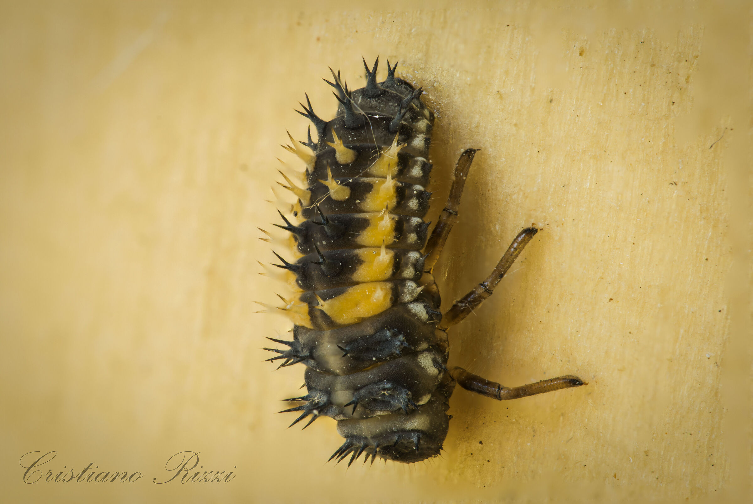 Larva di coccinella