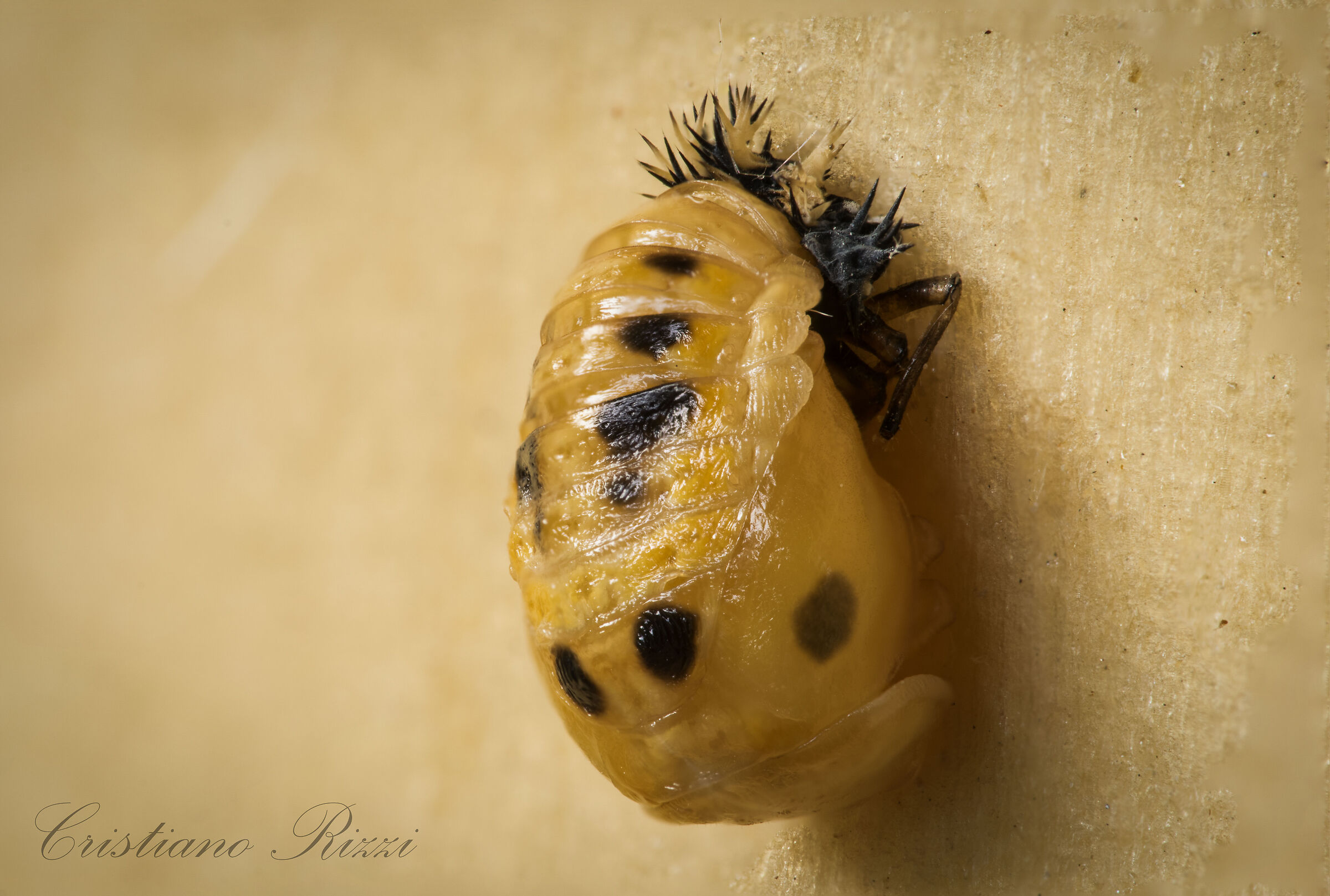 Pupa di coccinella