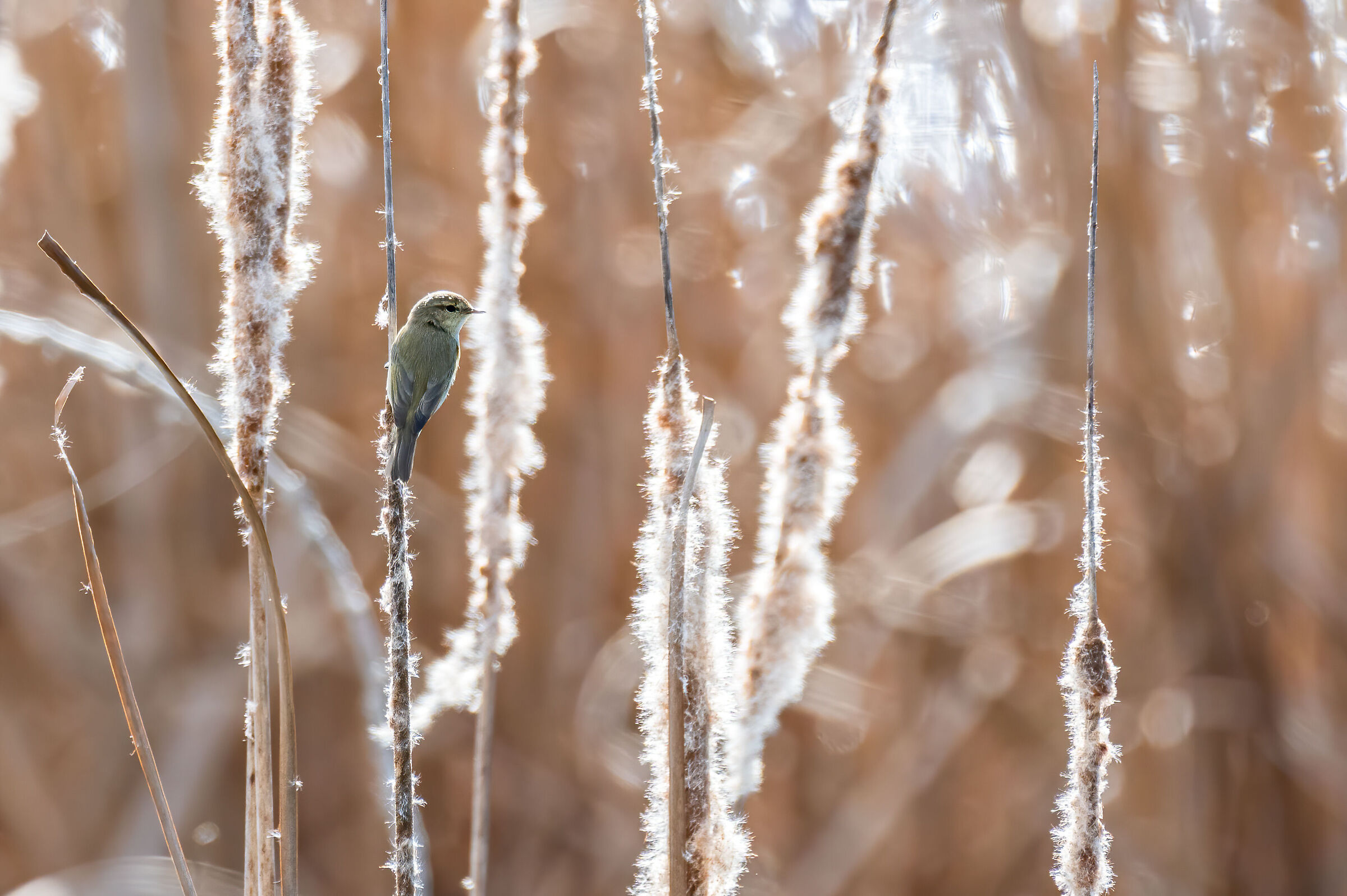 chiffchaff