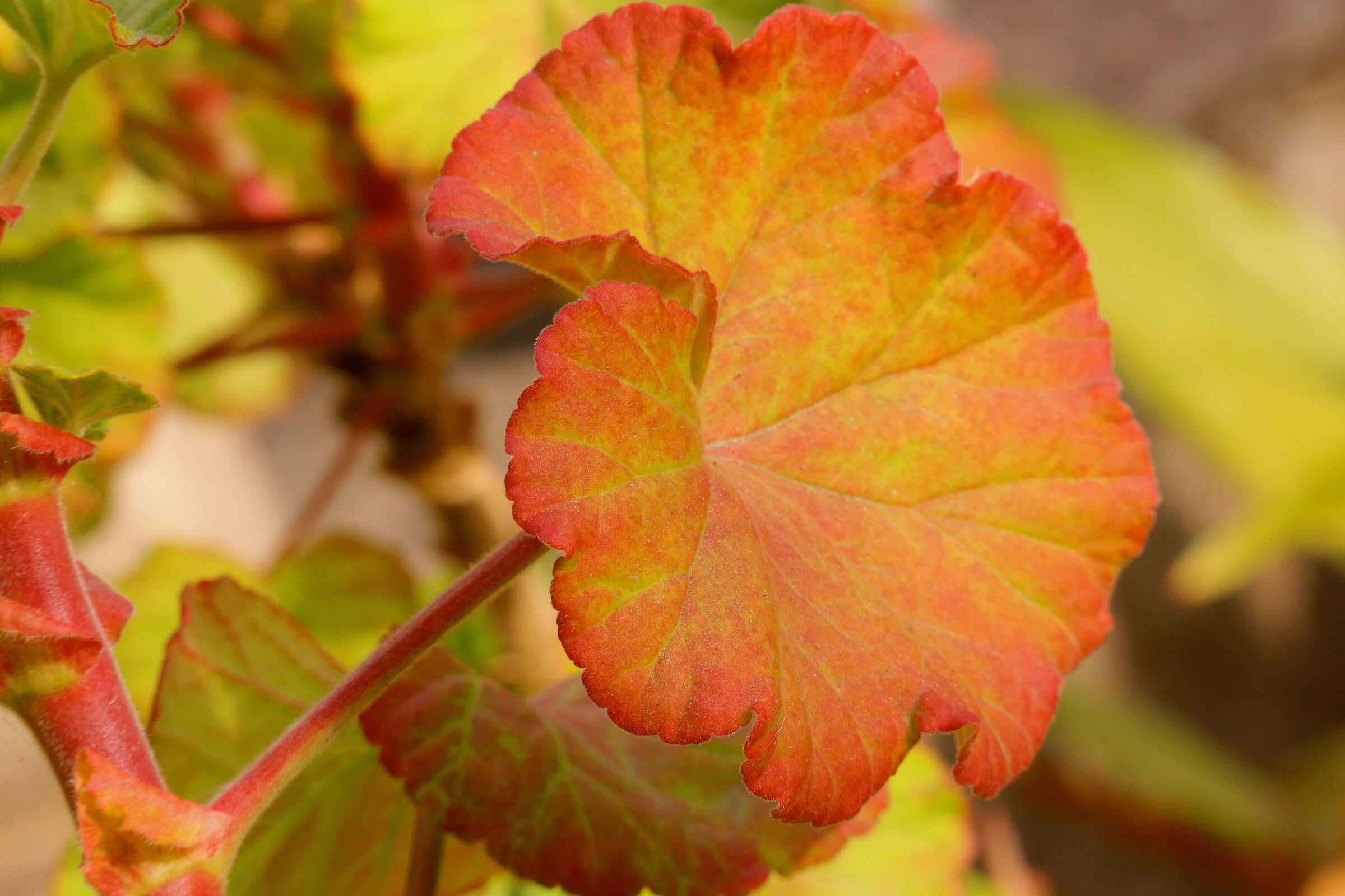 Leaves, 19