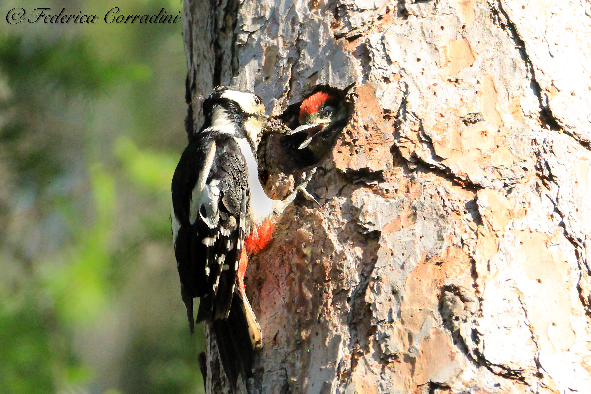 Femmina di picchio rosso maggiore e piccolo