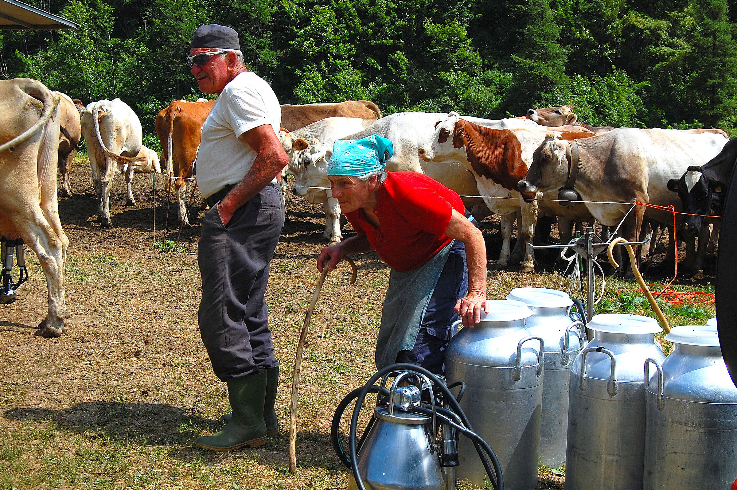 Valbiandino (Lecco): milking