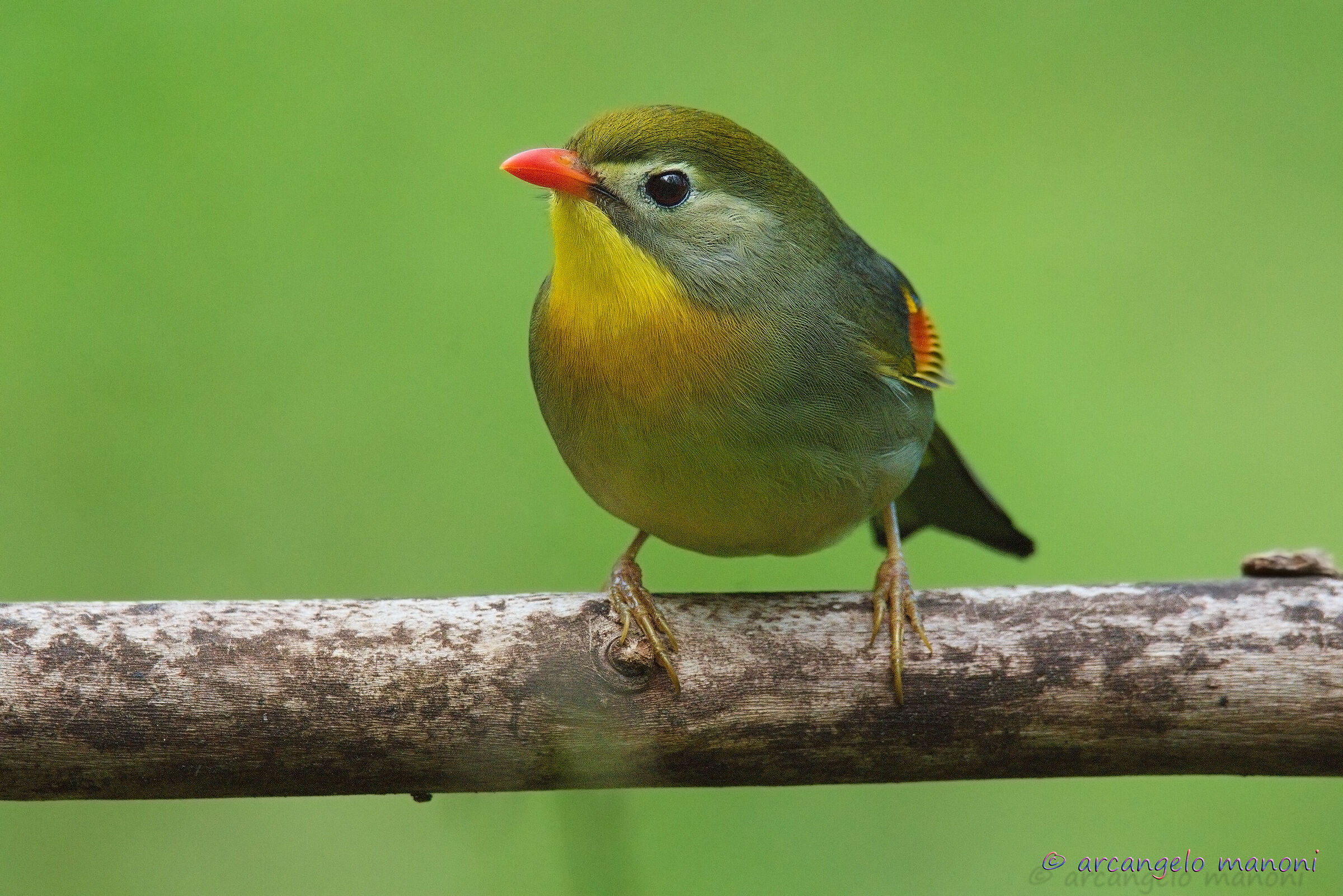 Usignolo del Giappone ''mon amour''
