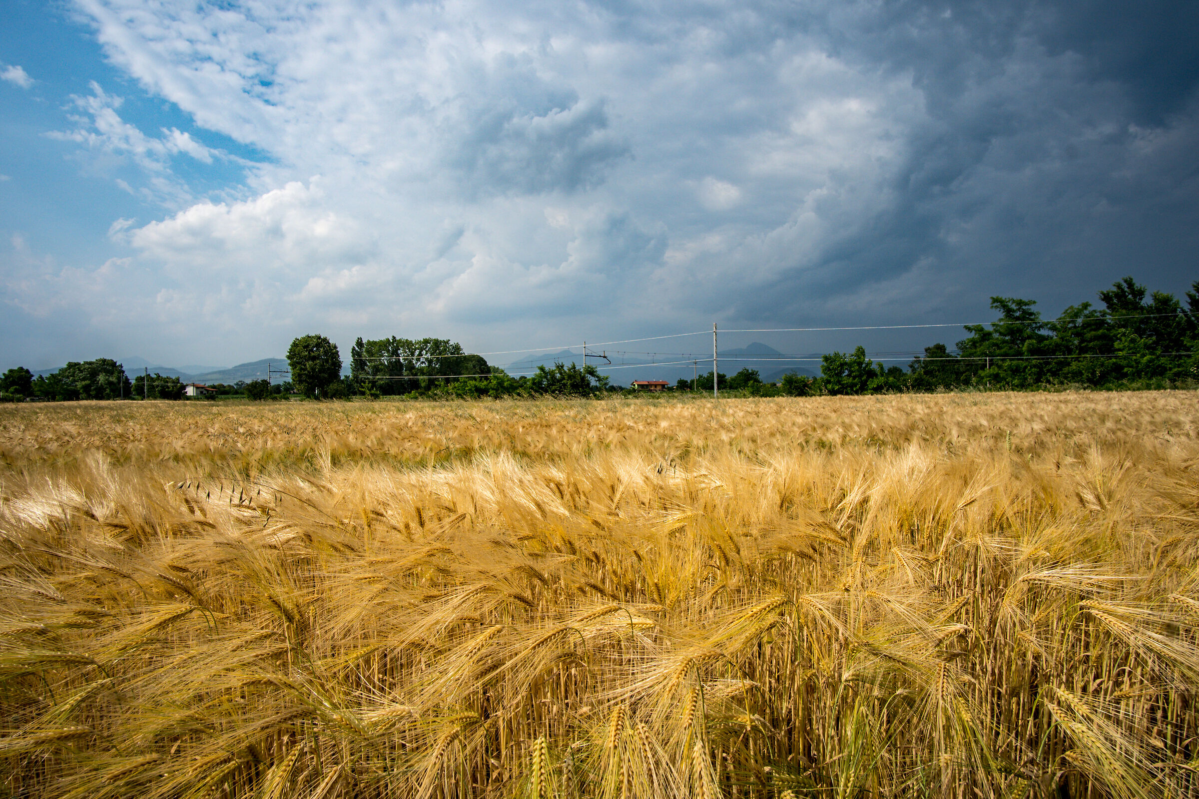 Mature barley and sky