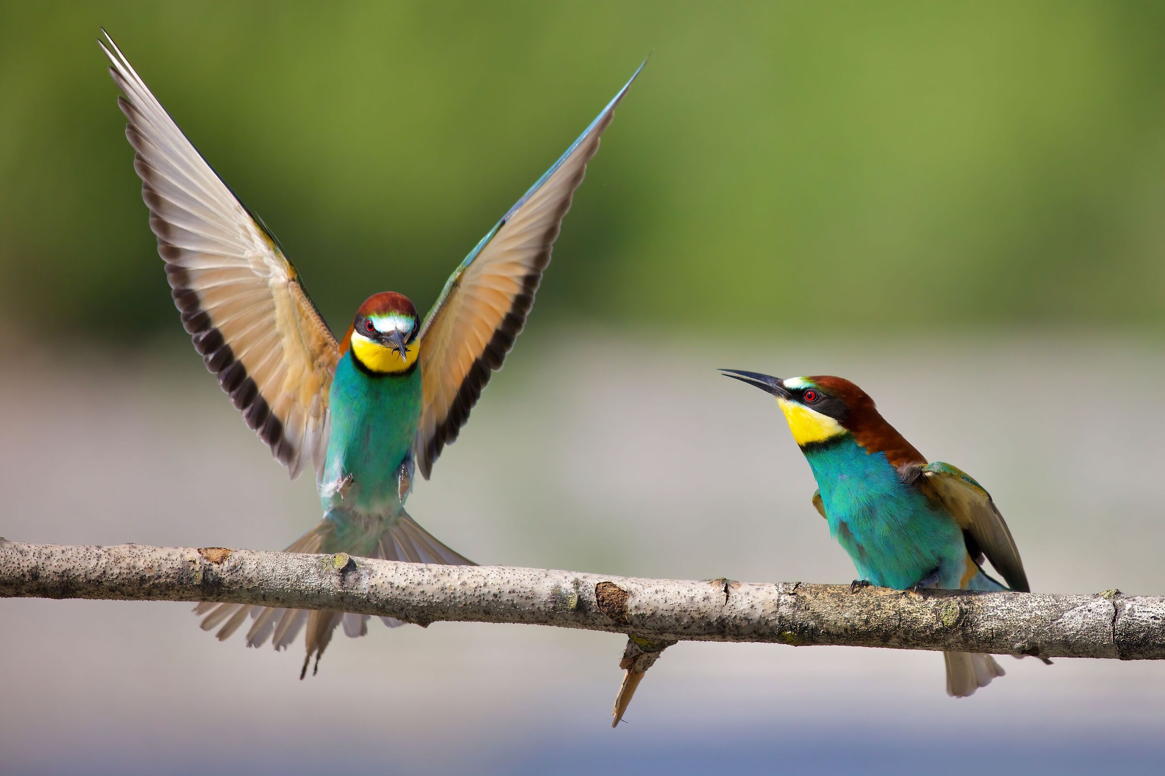 The Arrival of the Male