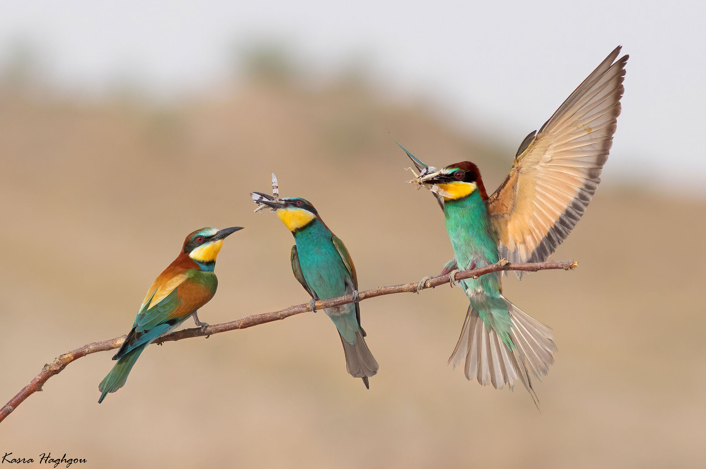 Bee-eater