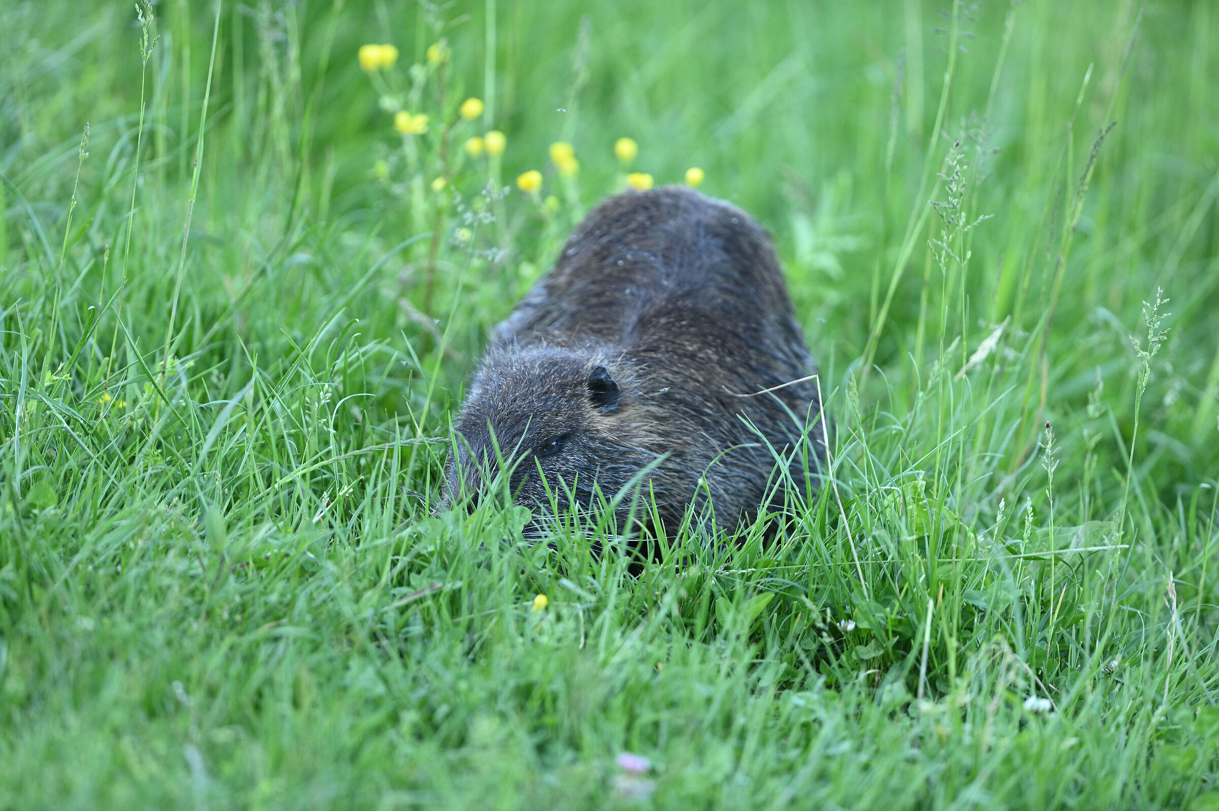 nutria