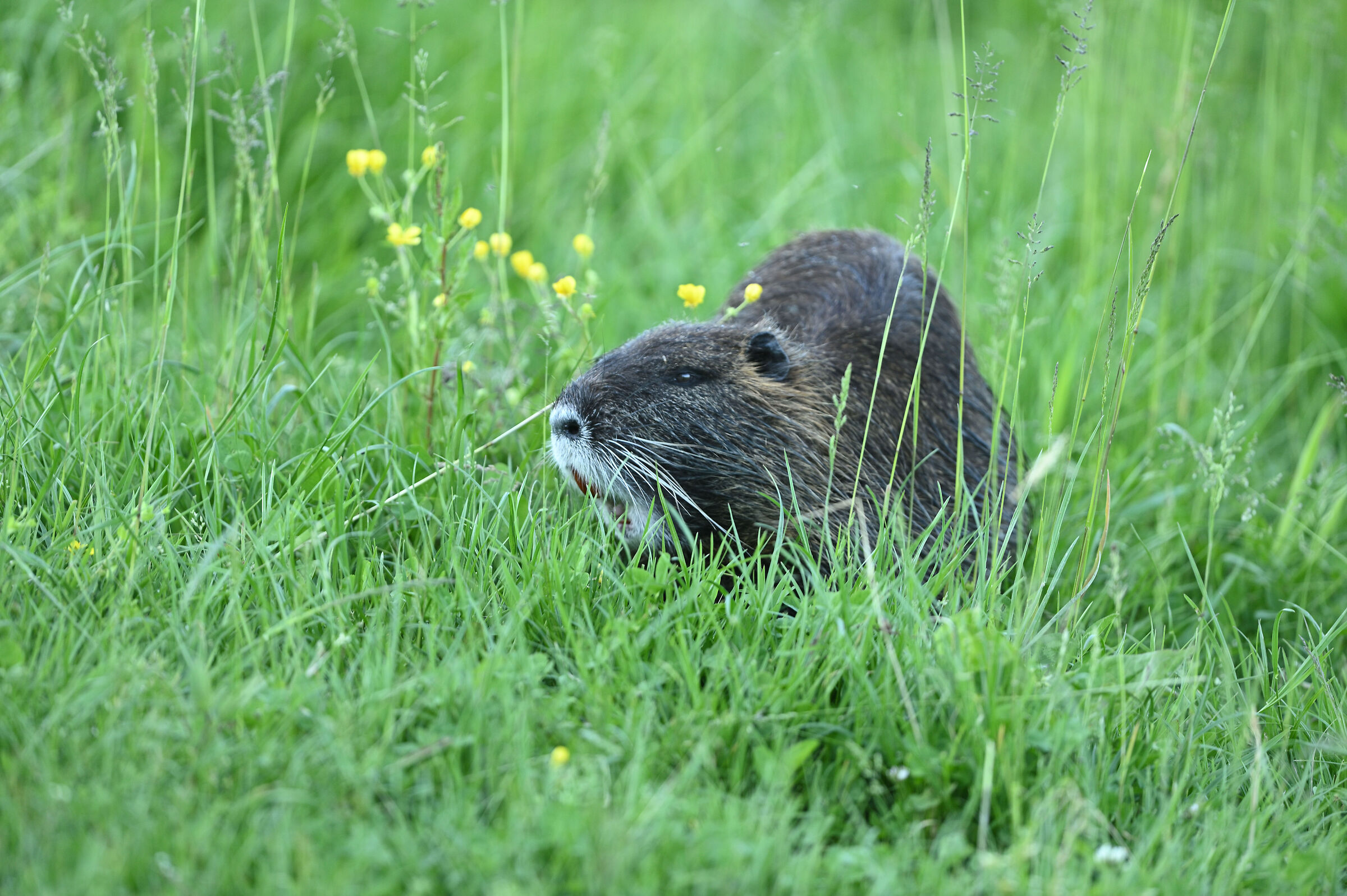 nutria