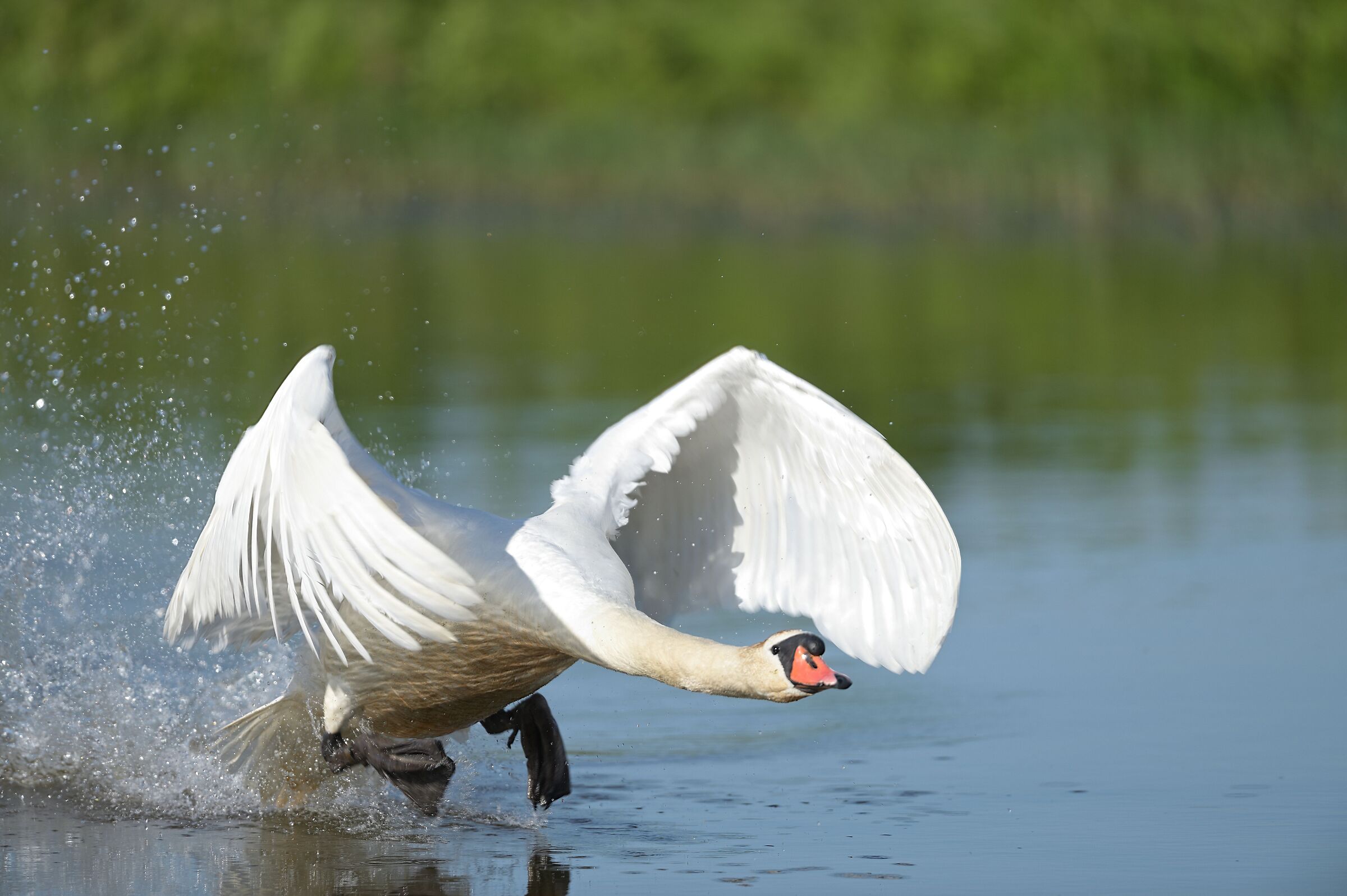 swan in action 1