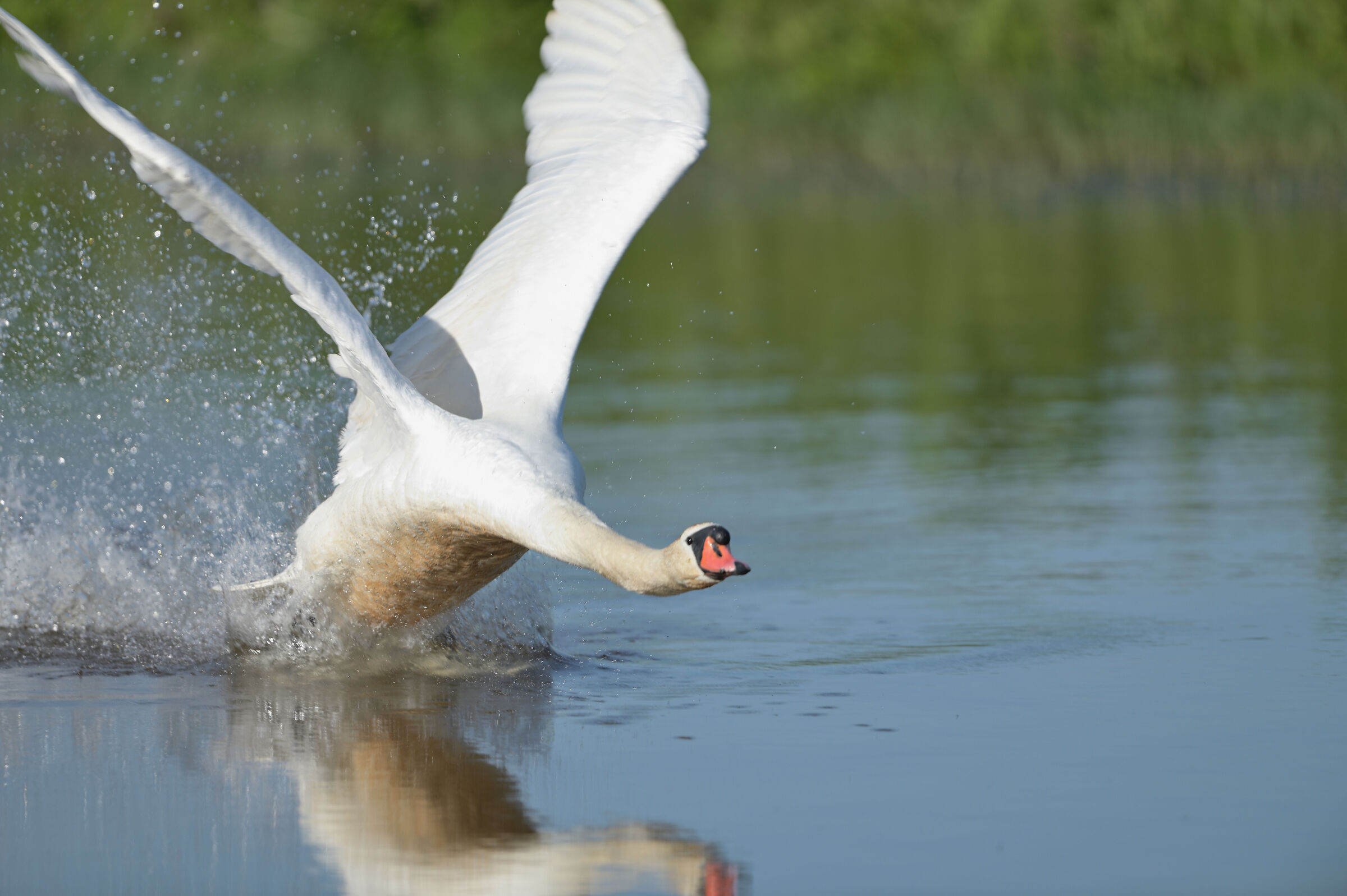 swan in action 2