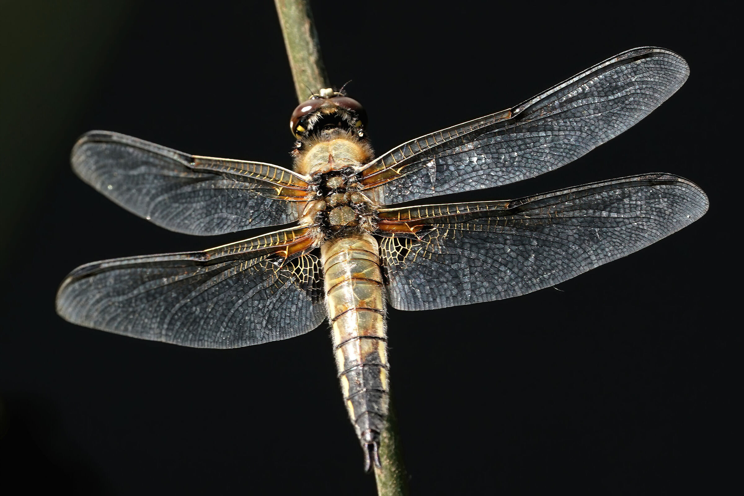 Libellula quadrimaculata
