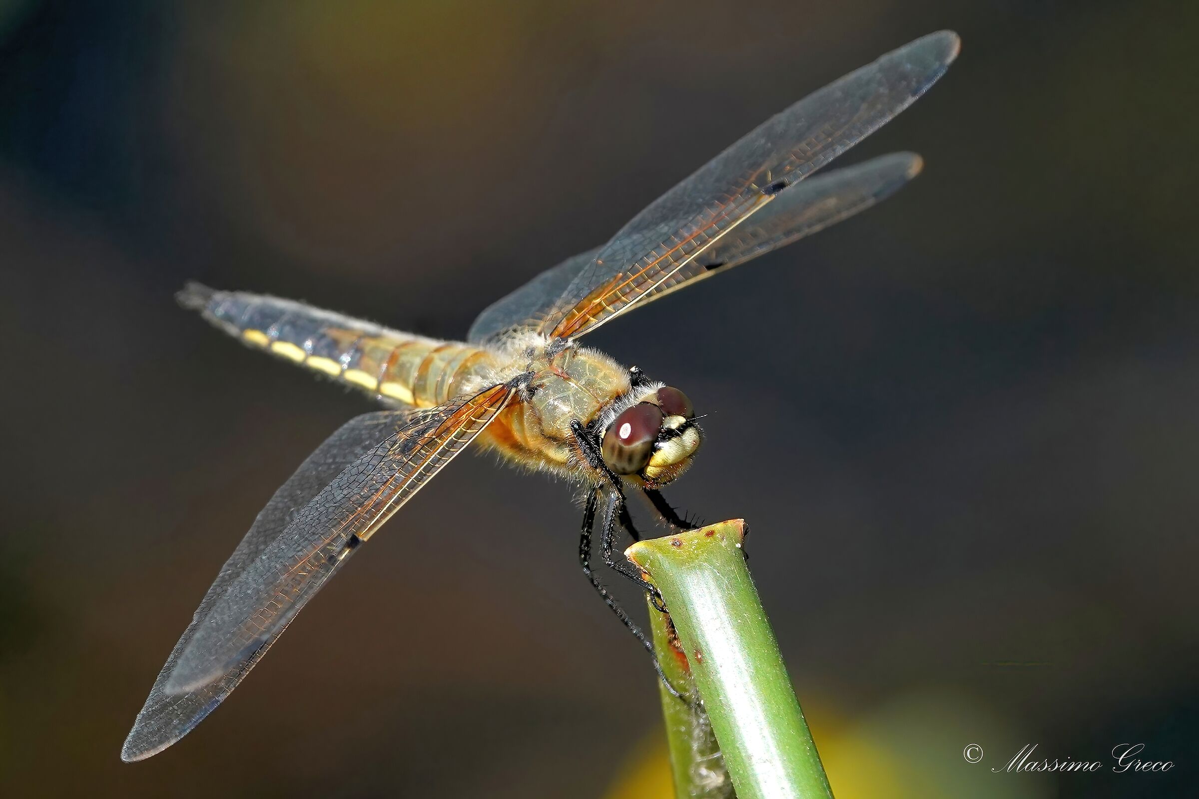 Libellula quadrimaculata