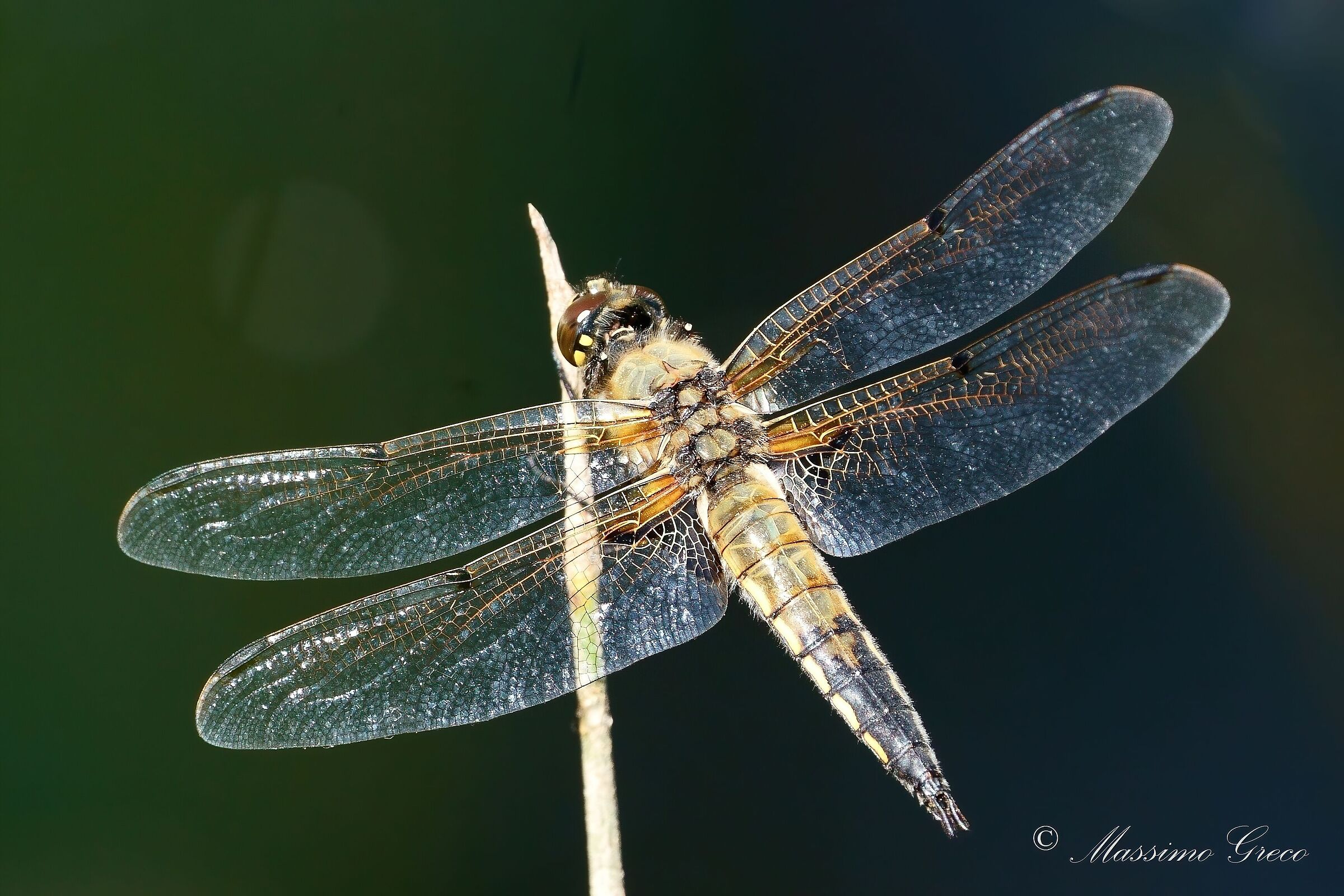 Libellula quadrimaculata