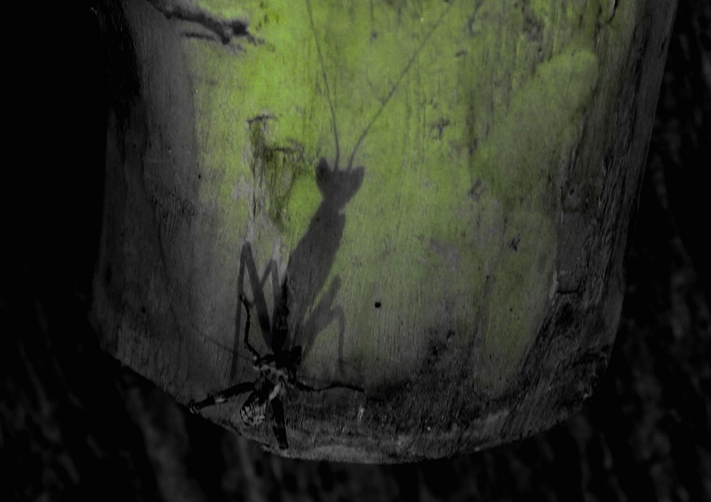 Inquietante presenza