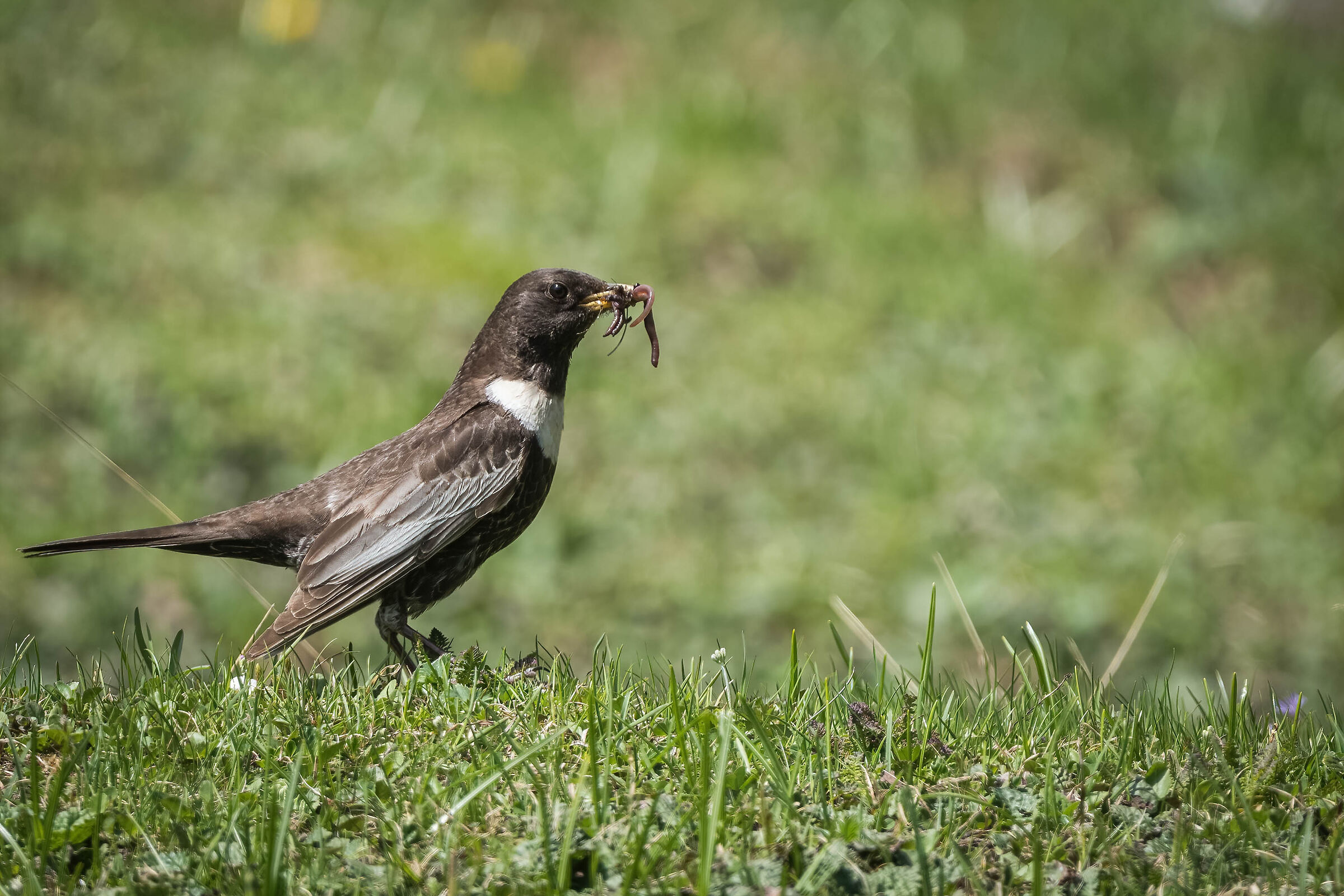 Collared golddod (with snuch)