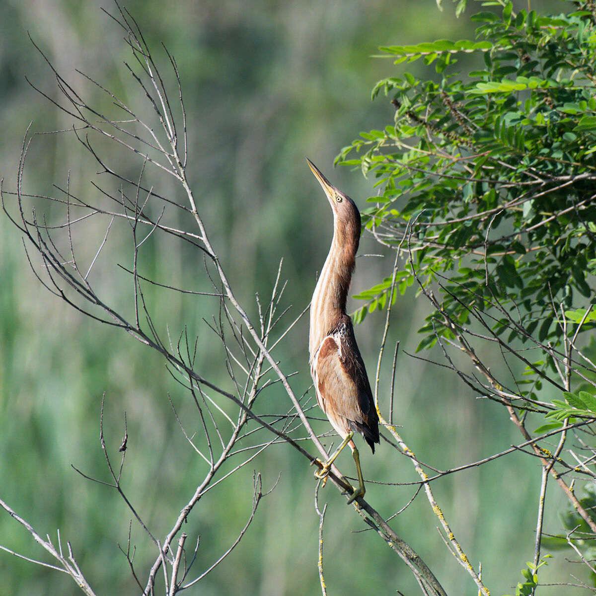 Tarabusino (female)