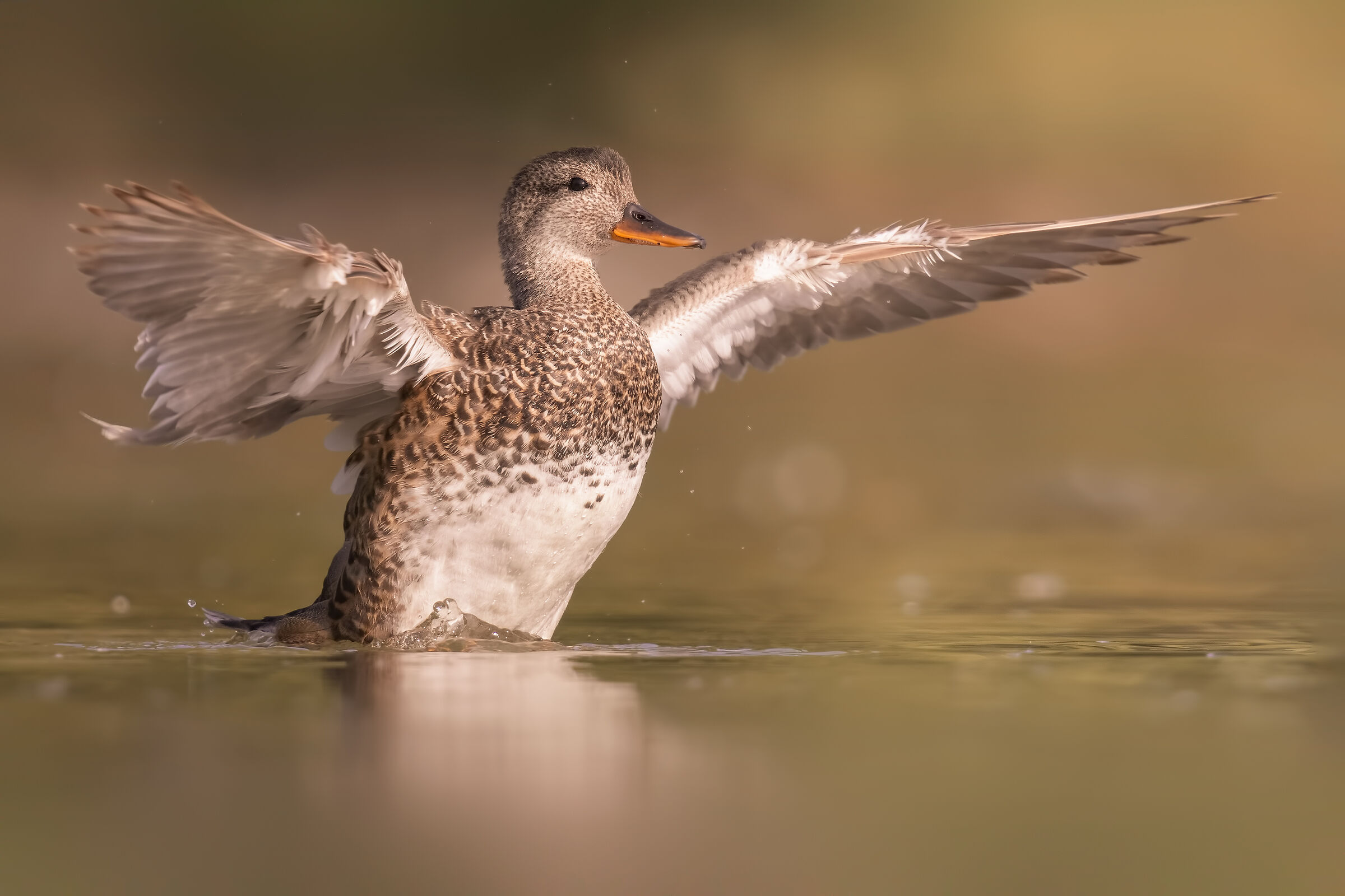 gadwall