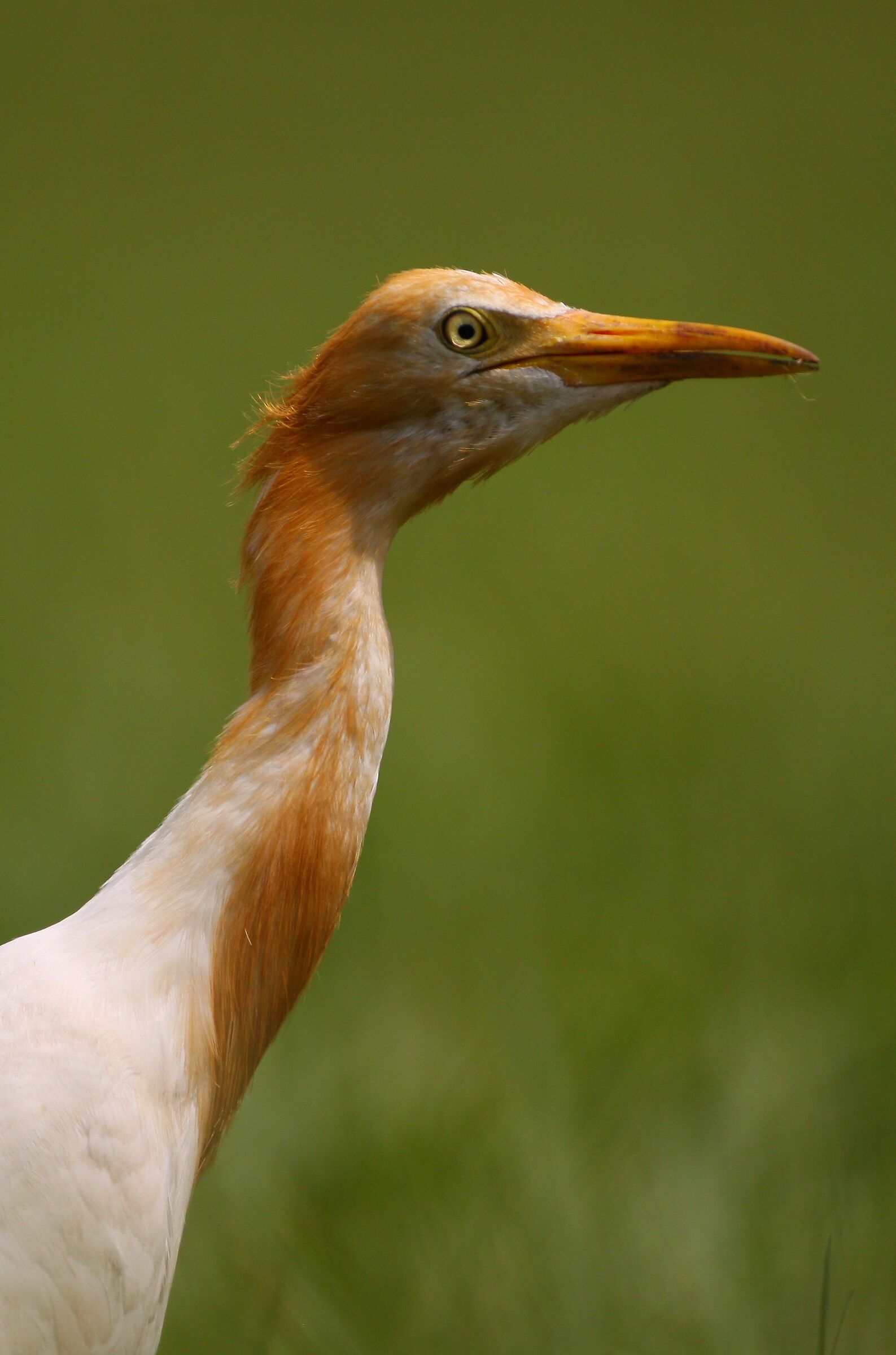 Garzetta di bestiame pasquale