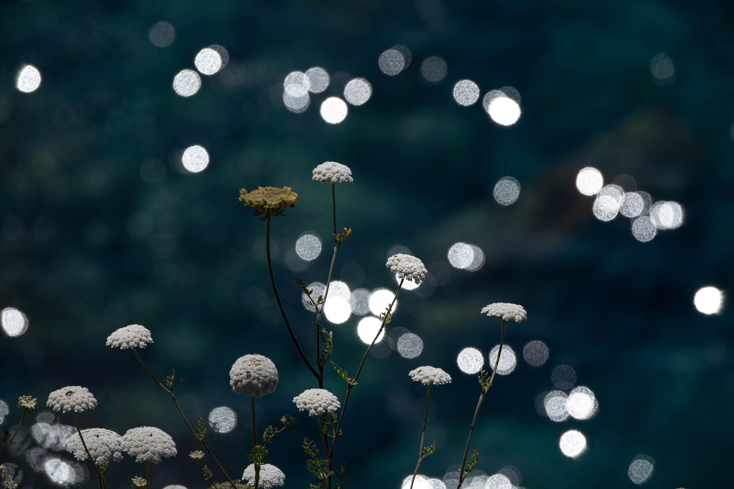 Tante piccole lune sul mare