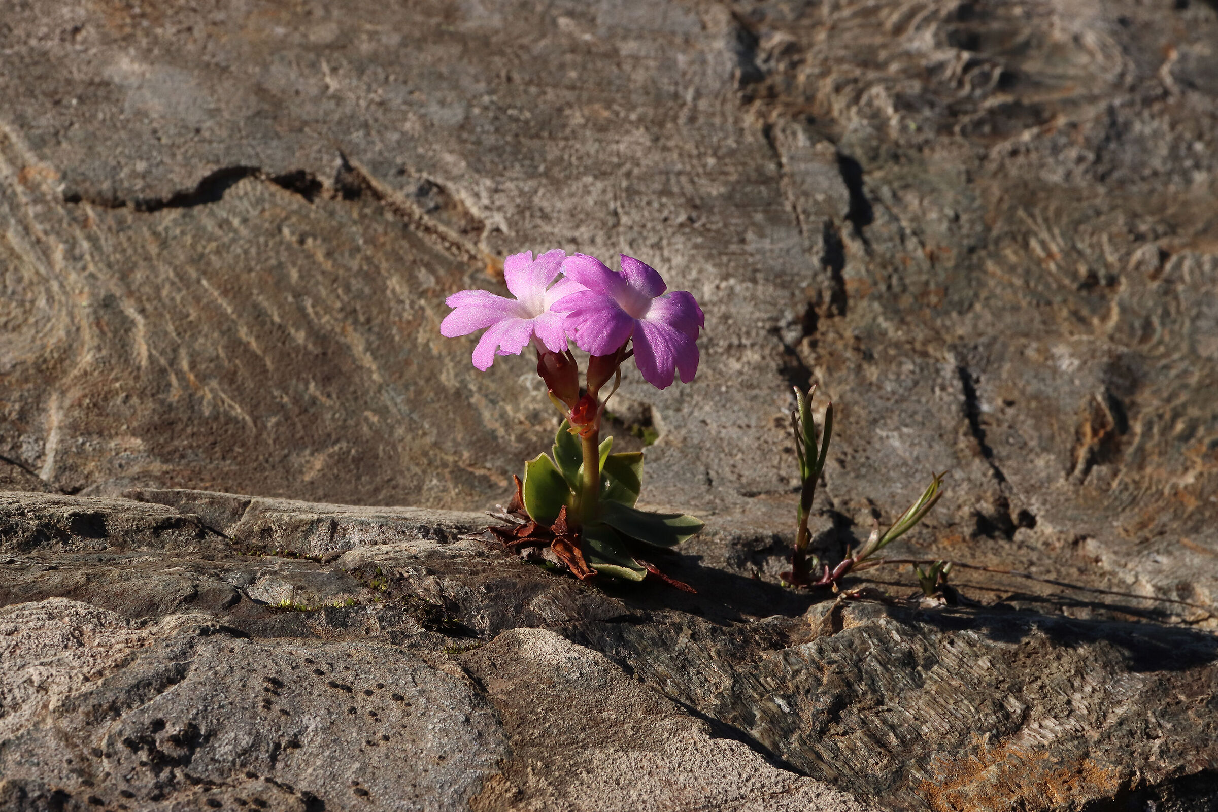 mi basta una fessura ...