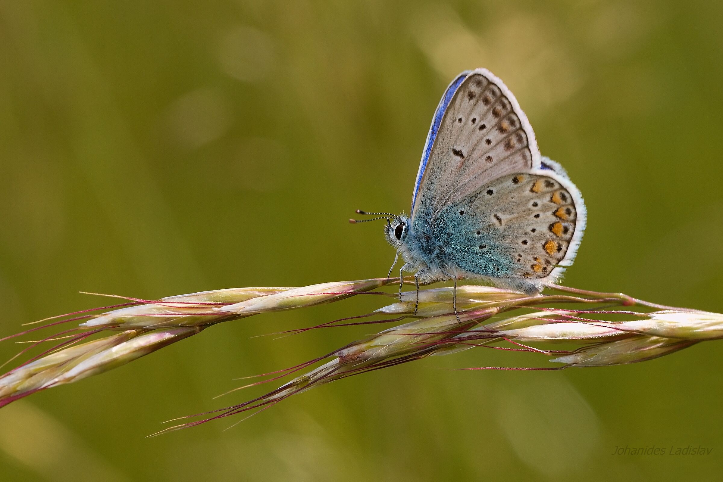 Polyommatus icarus sp icarinus (maschio)