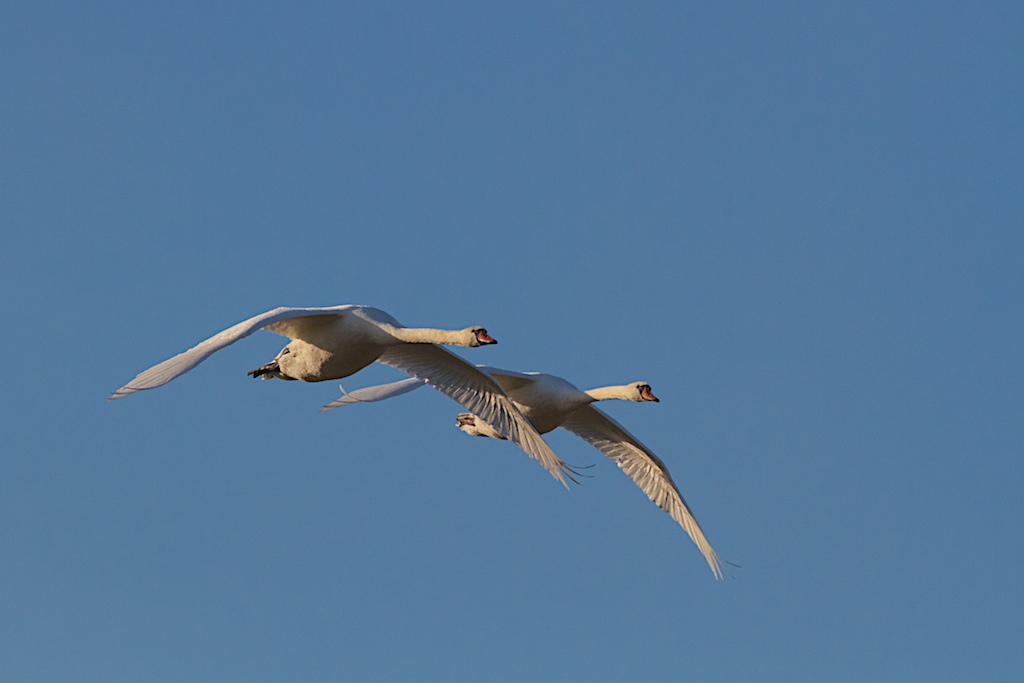 Swans in flight