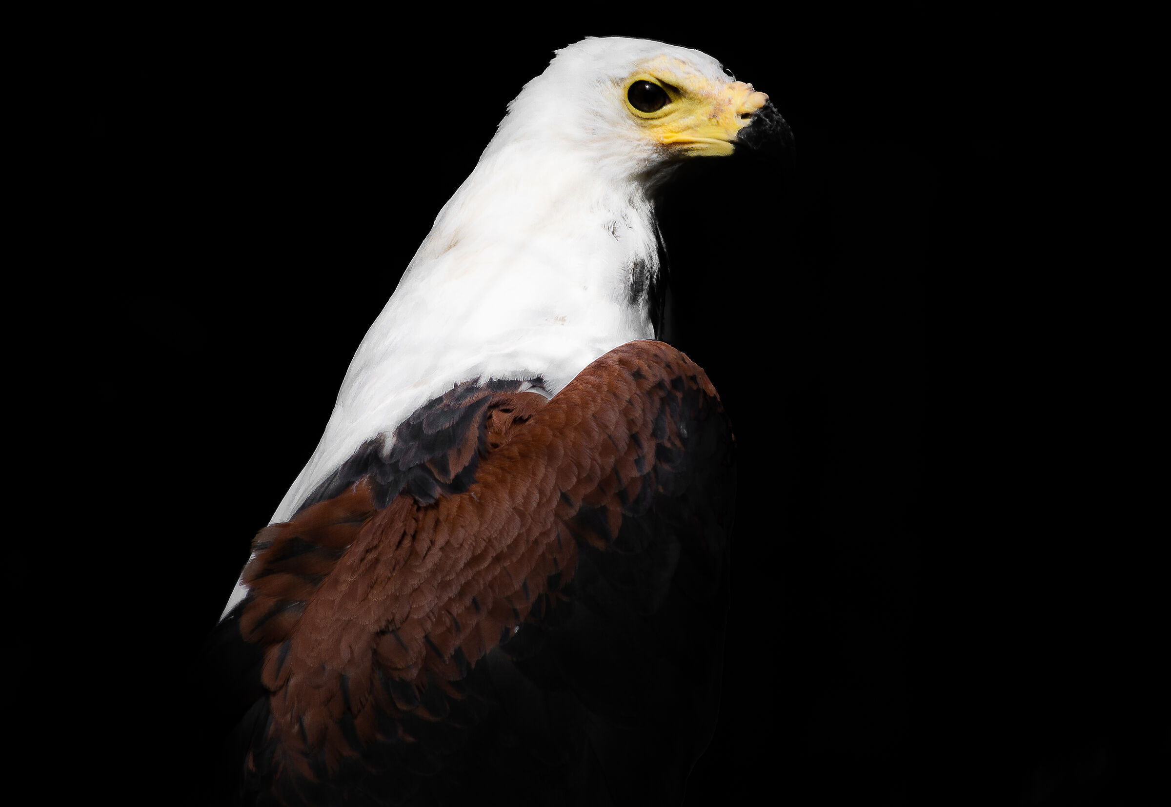 aquila marina dalla testa bianca