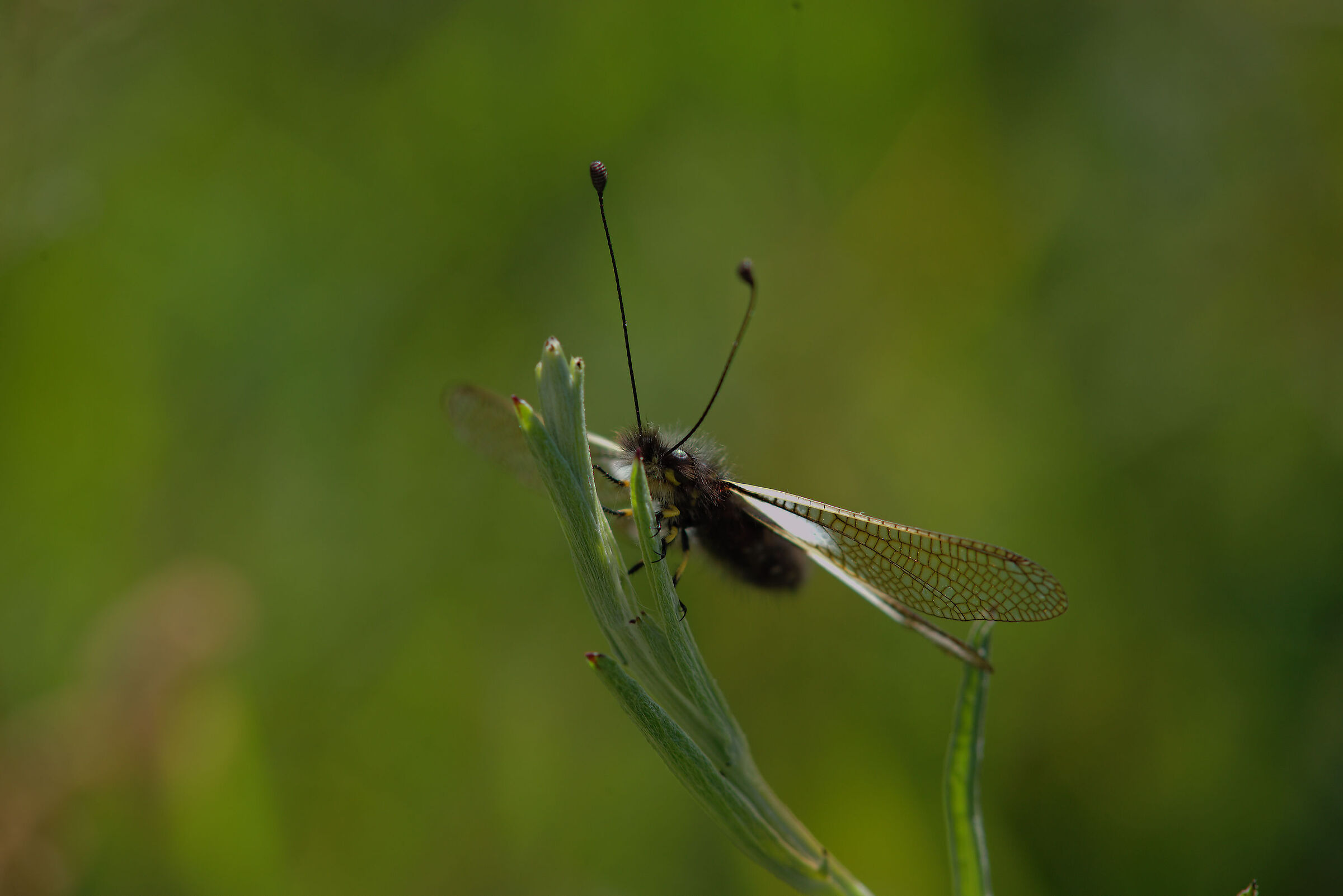 Libelloides coccajus