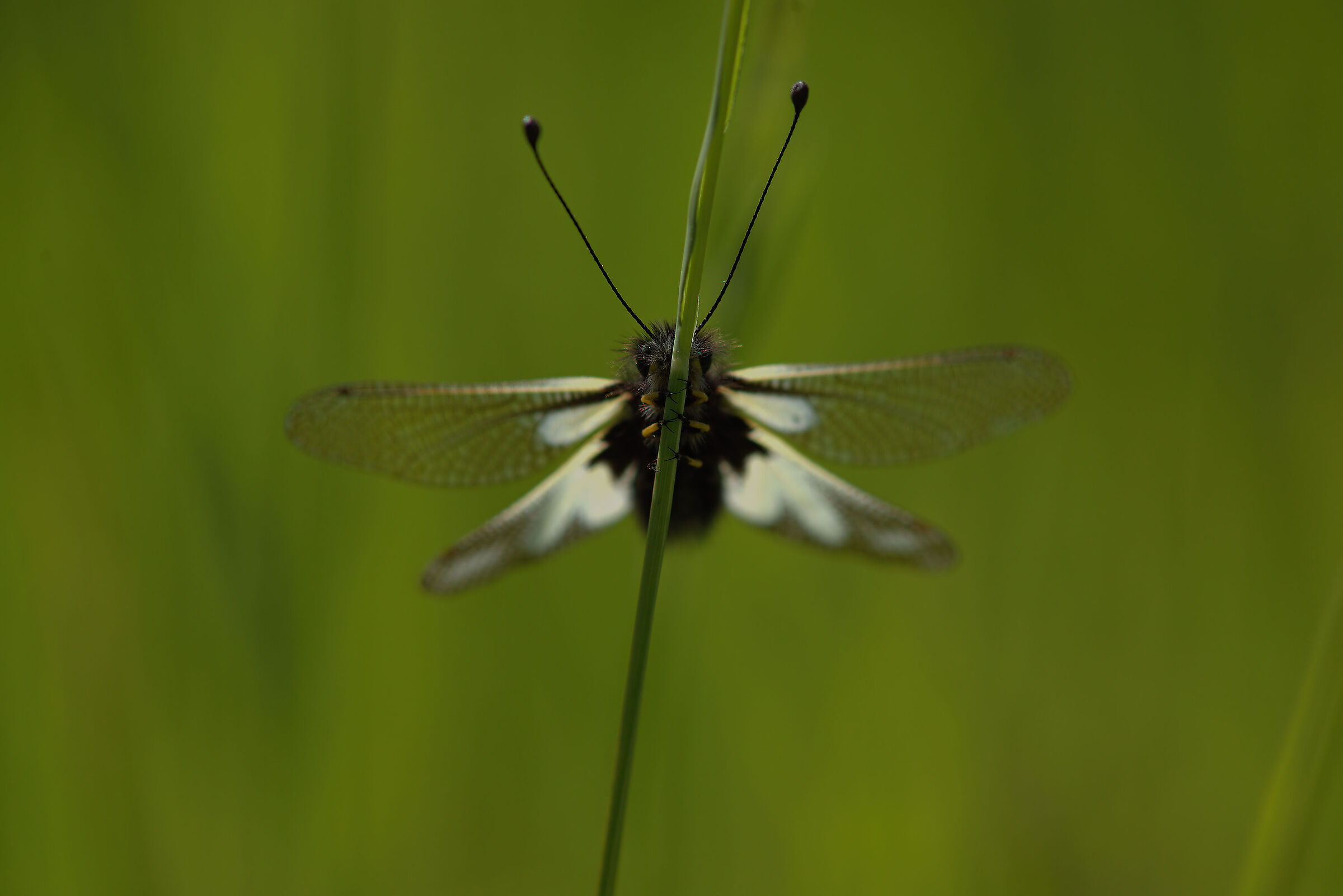 Libelloides coccajus