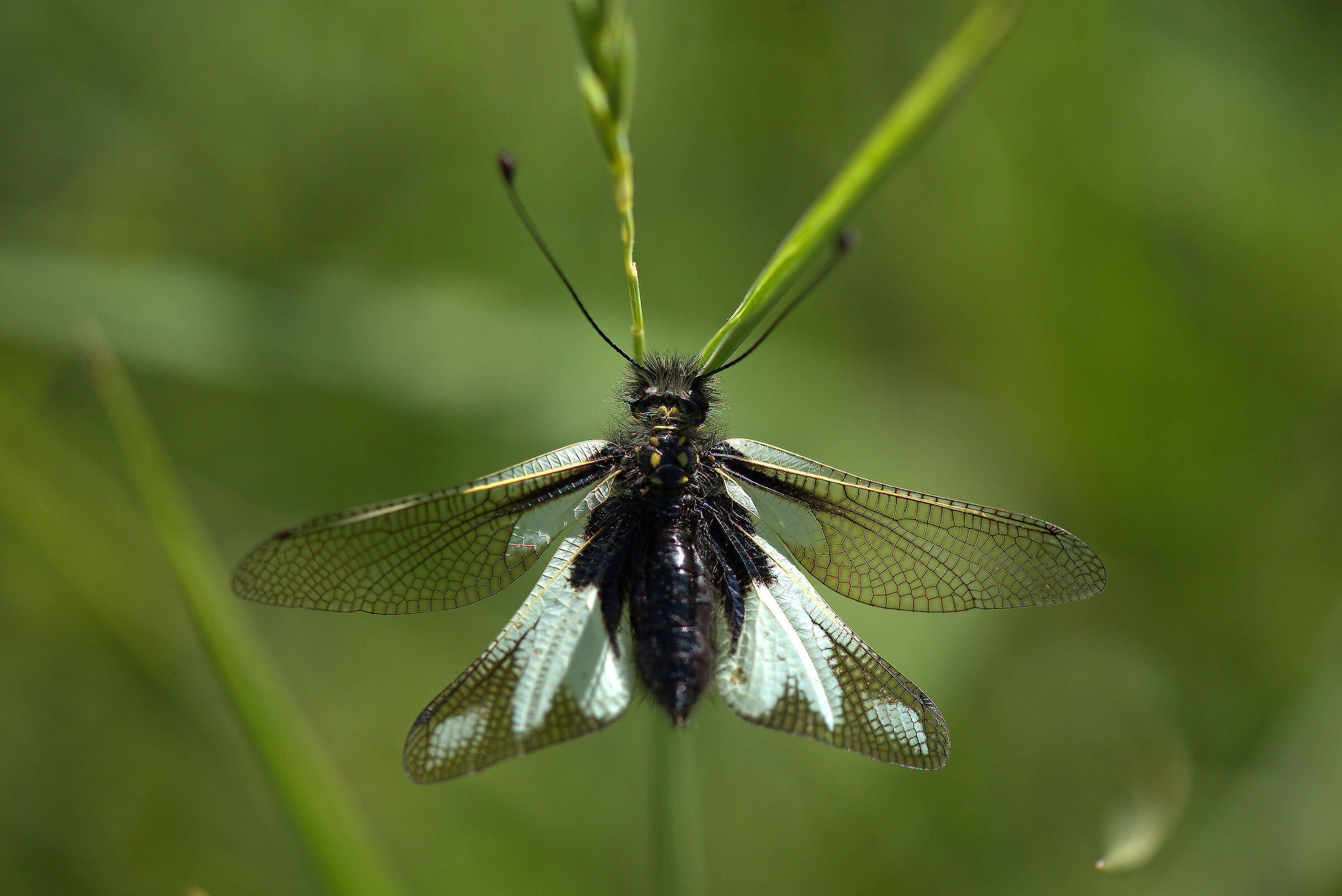 Libelloides coccajus