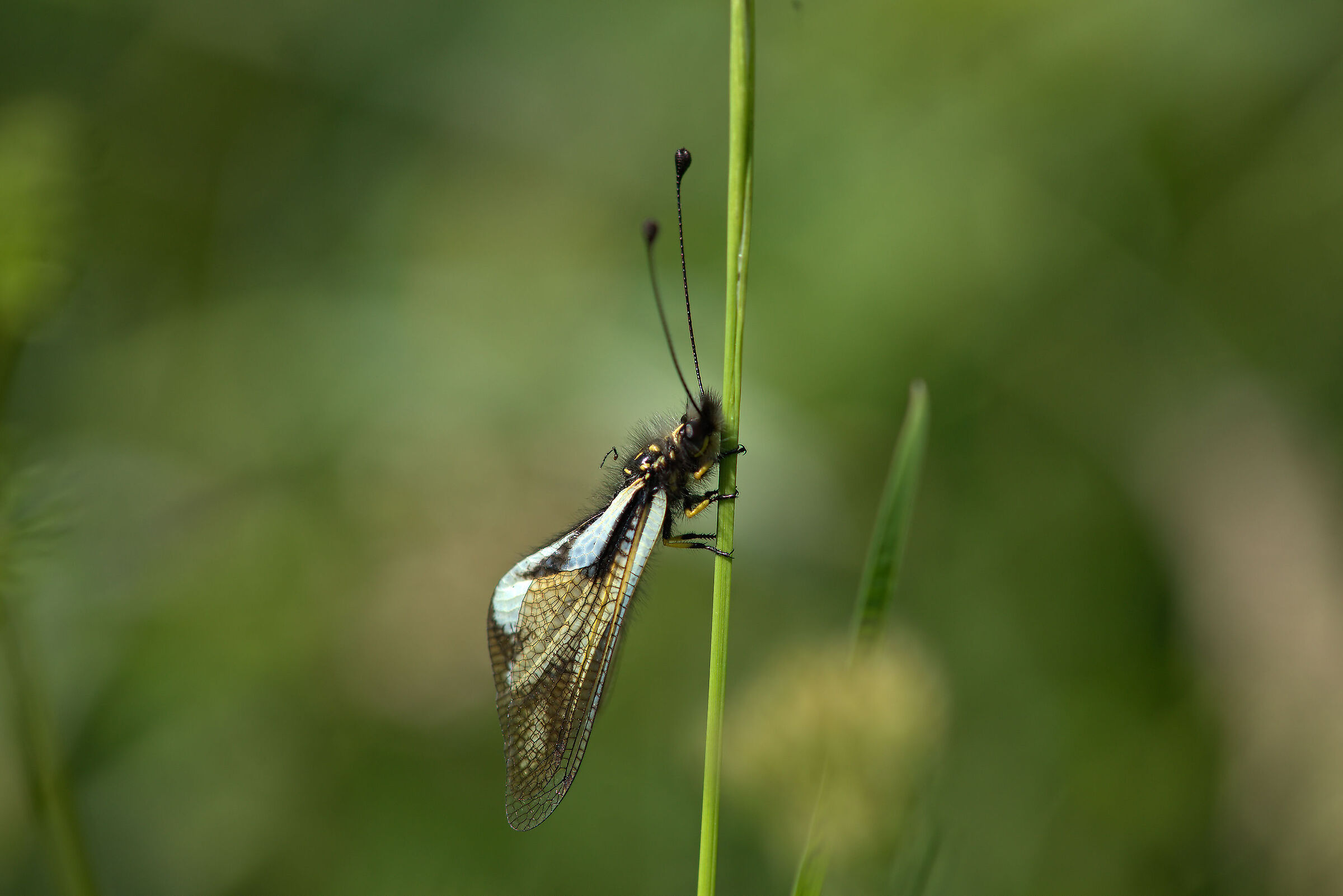 Libelloides coccajus