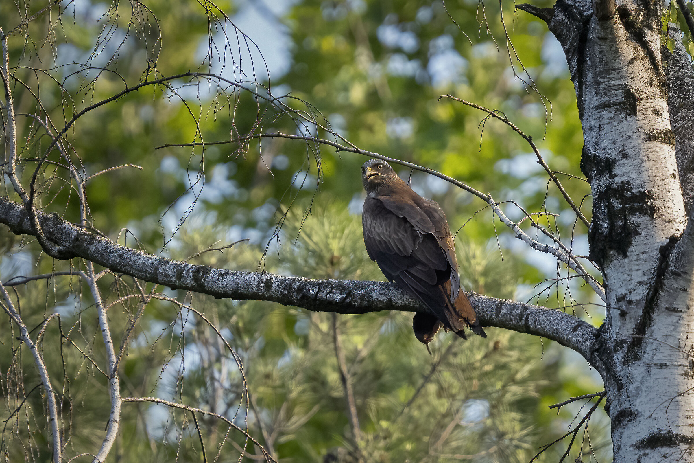 Vi tengo d'occhio!!!