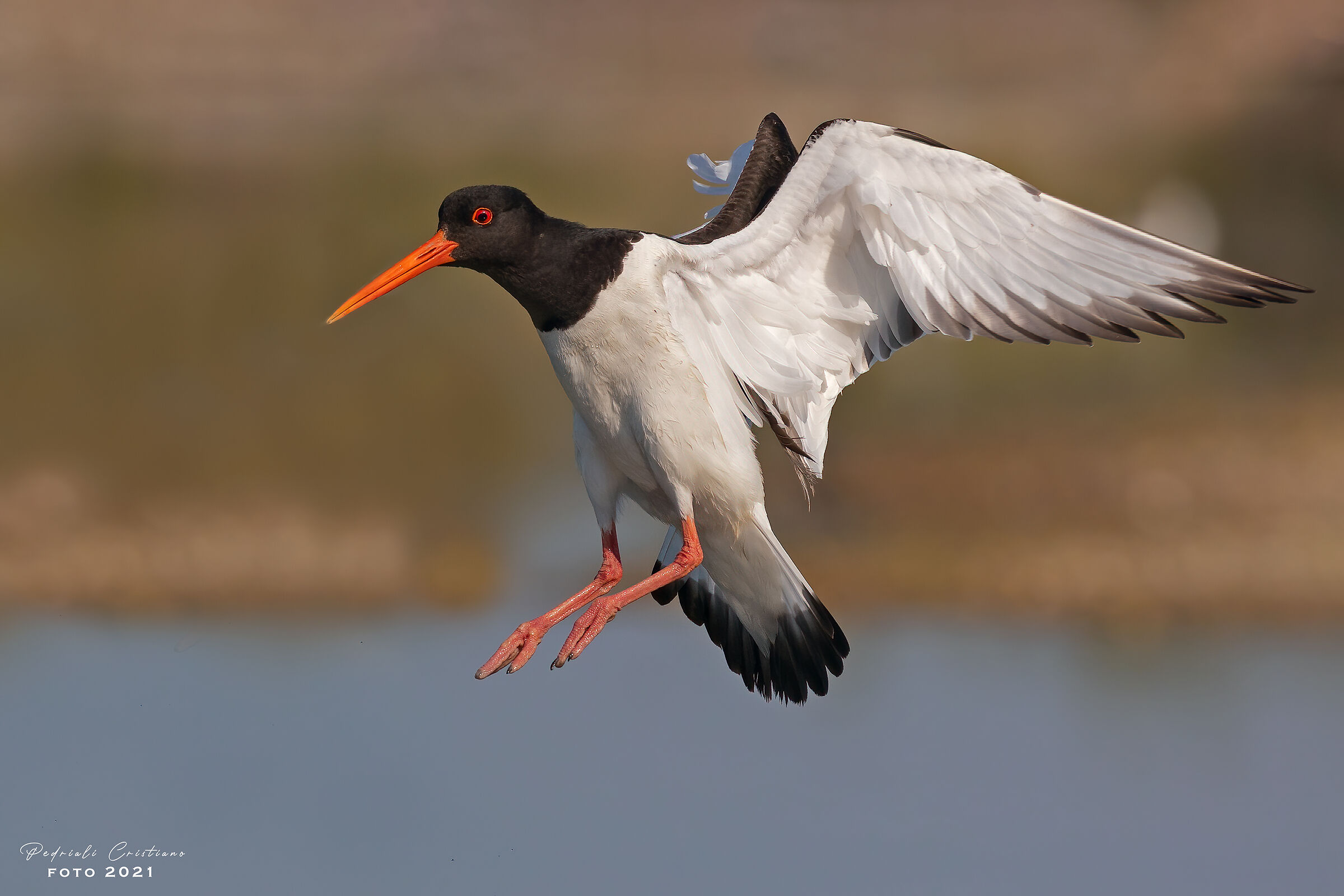 Beccaccia di mare...