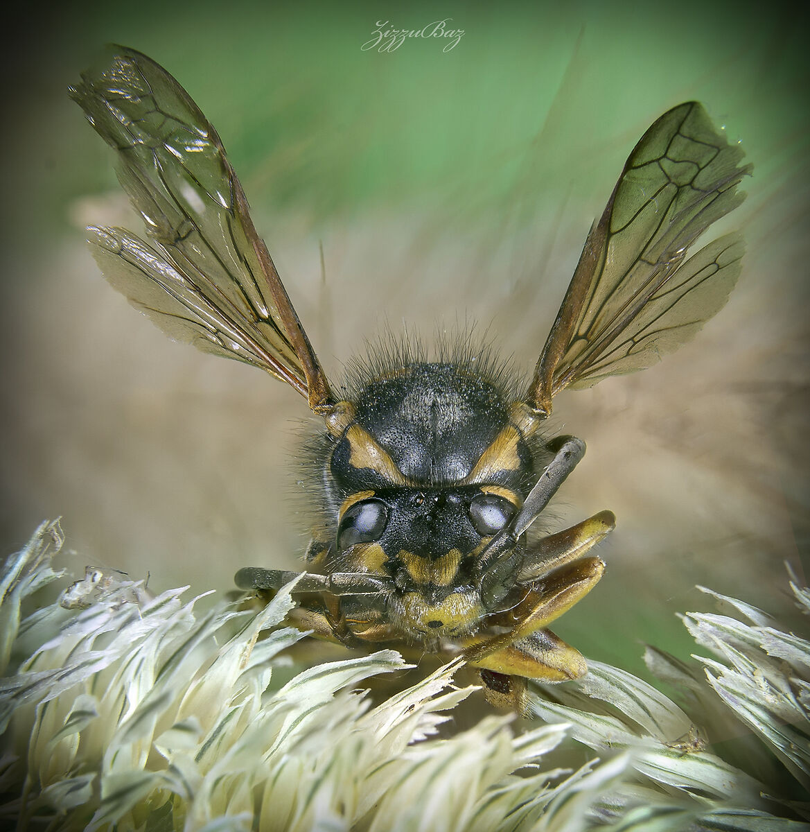 Macro tests