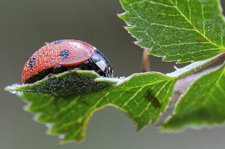 Coccinella