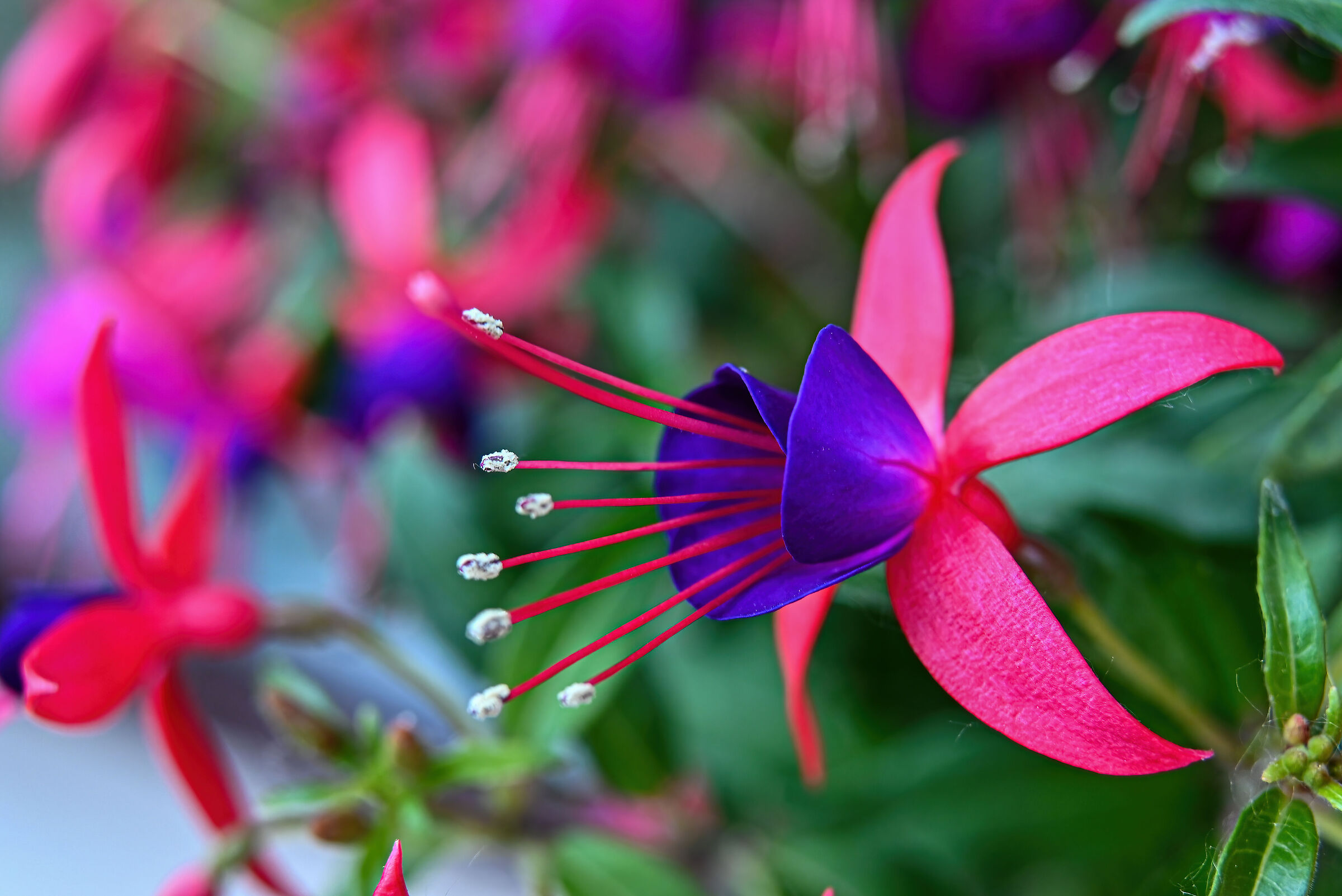 Fuchsia