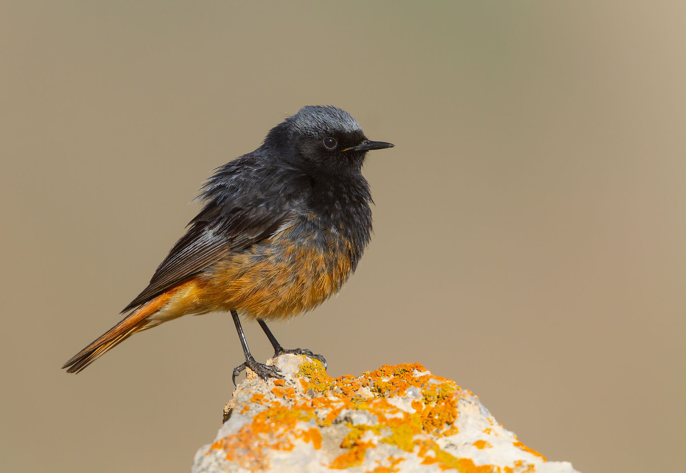 Black Redstart