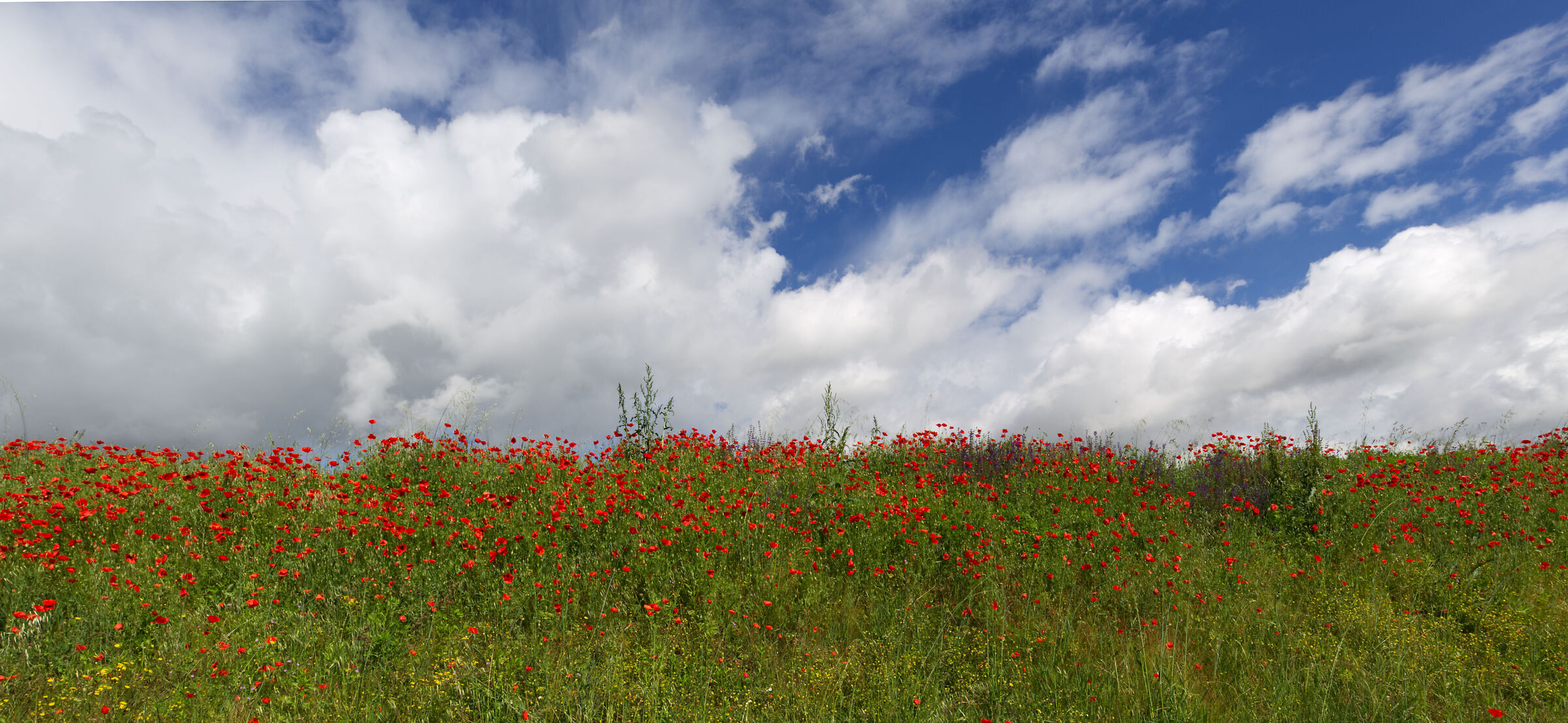 Embankment of the Po