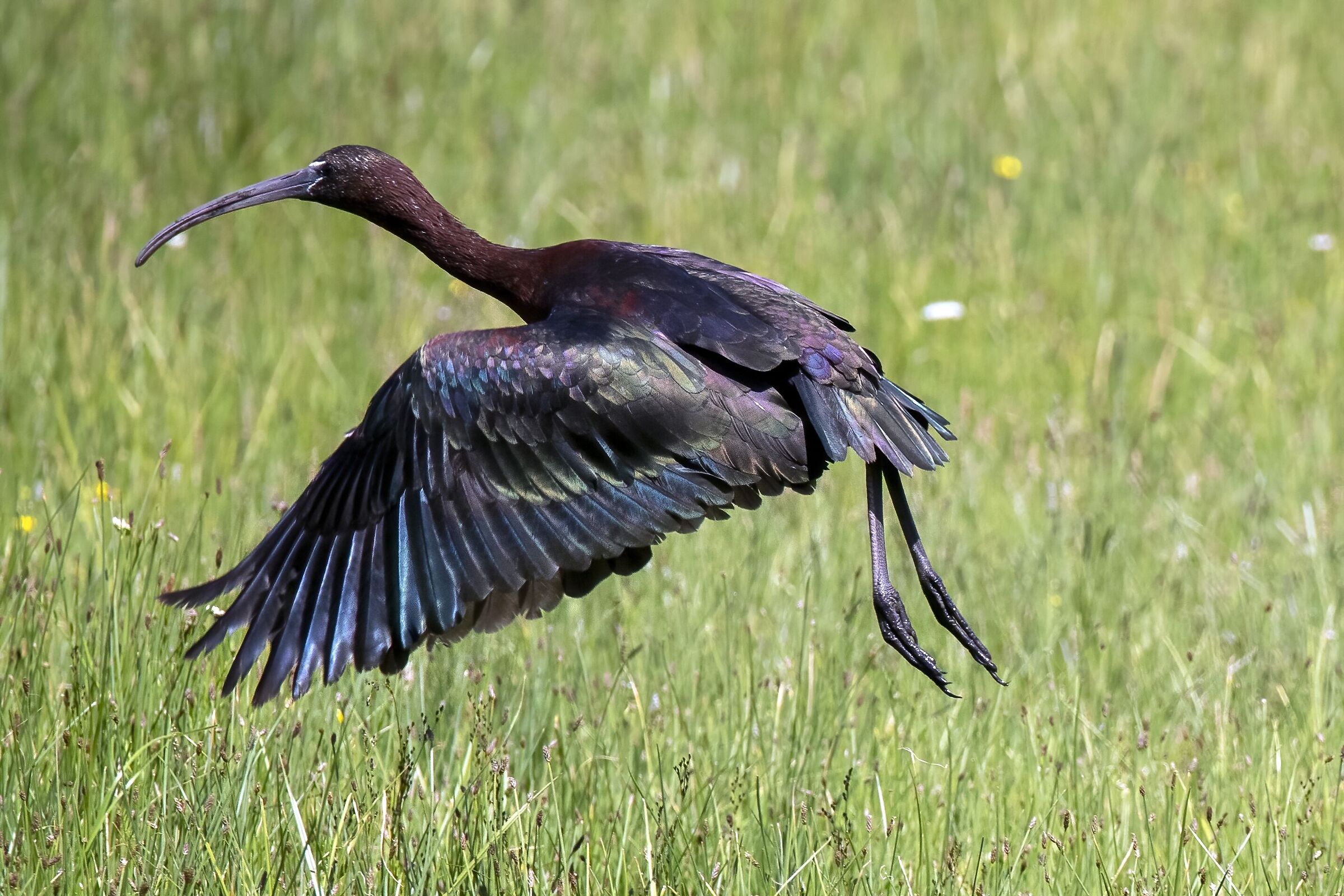 Mignattaio taking off