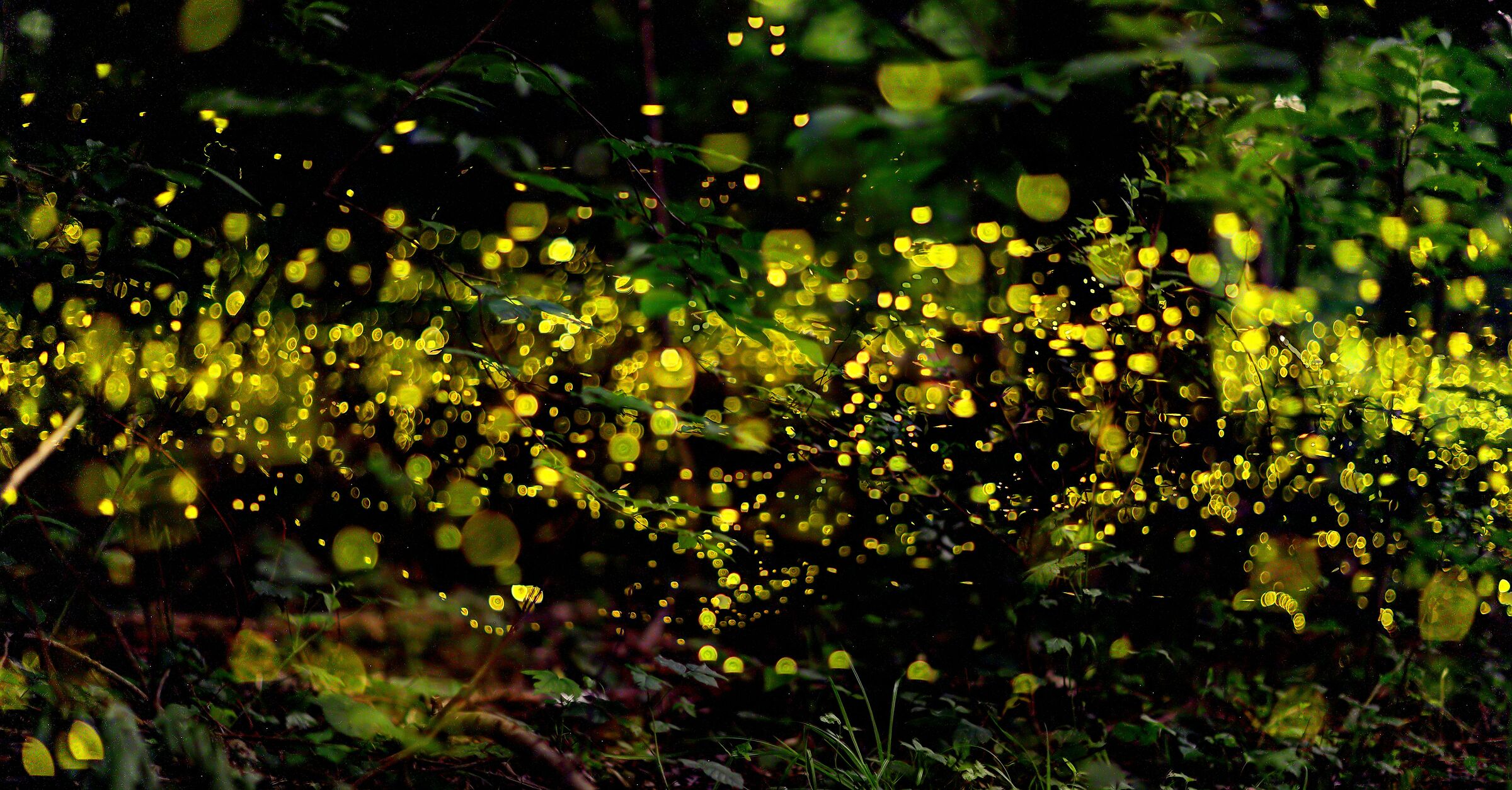 Fireflies