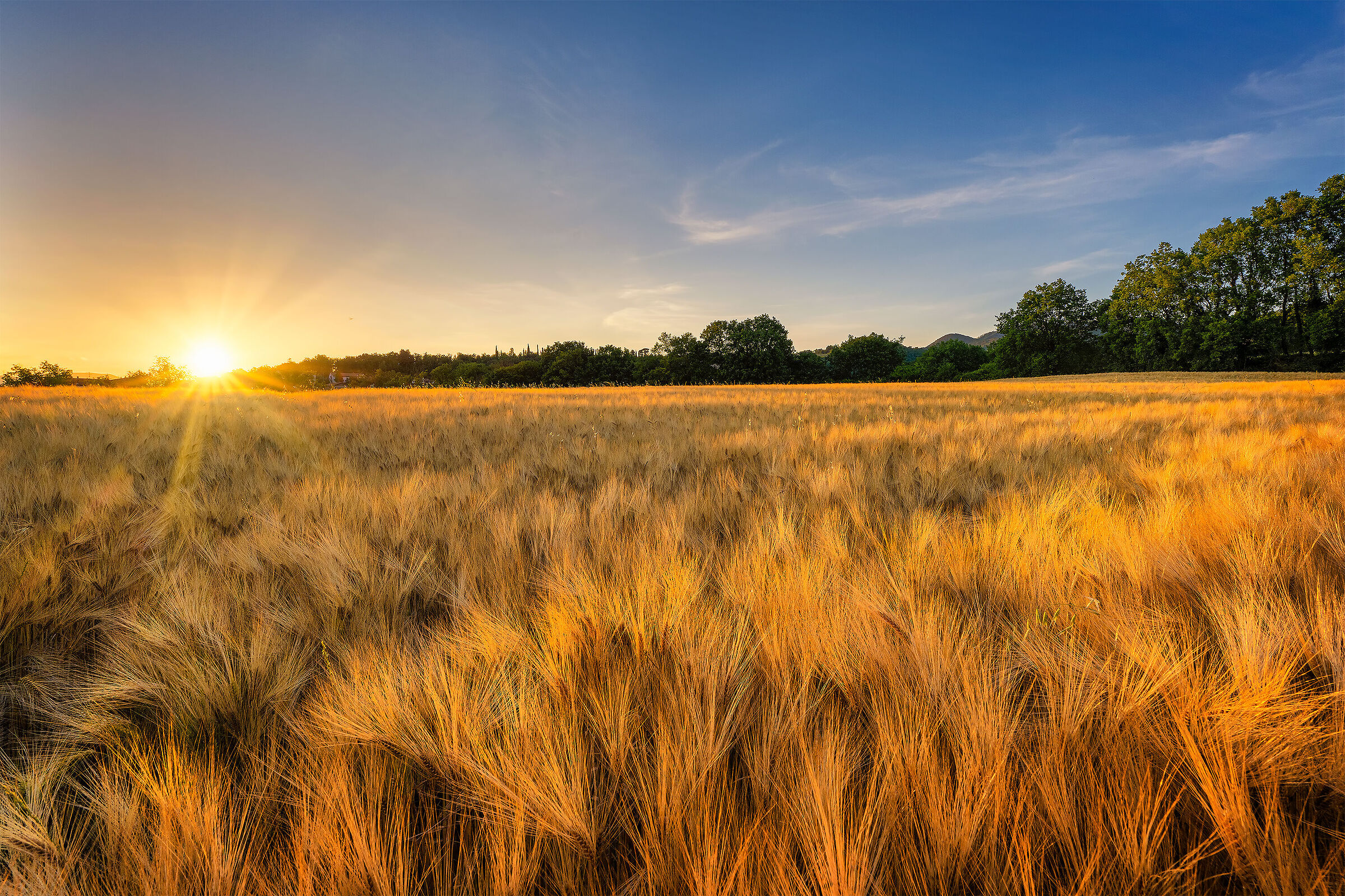 Mature barley