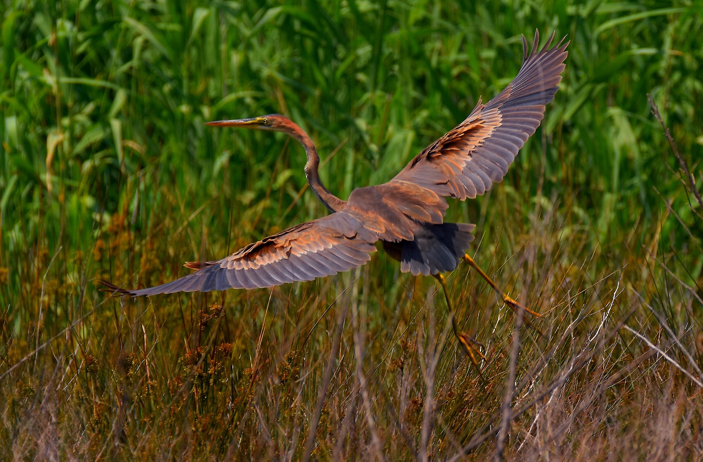 purple heron